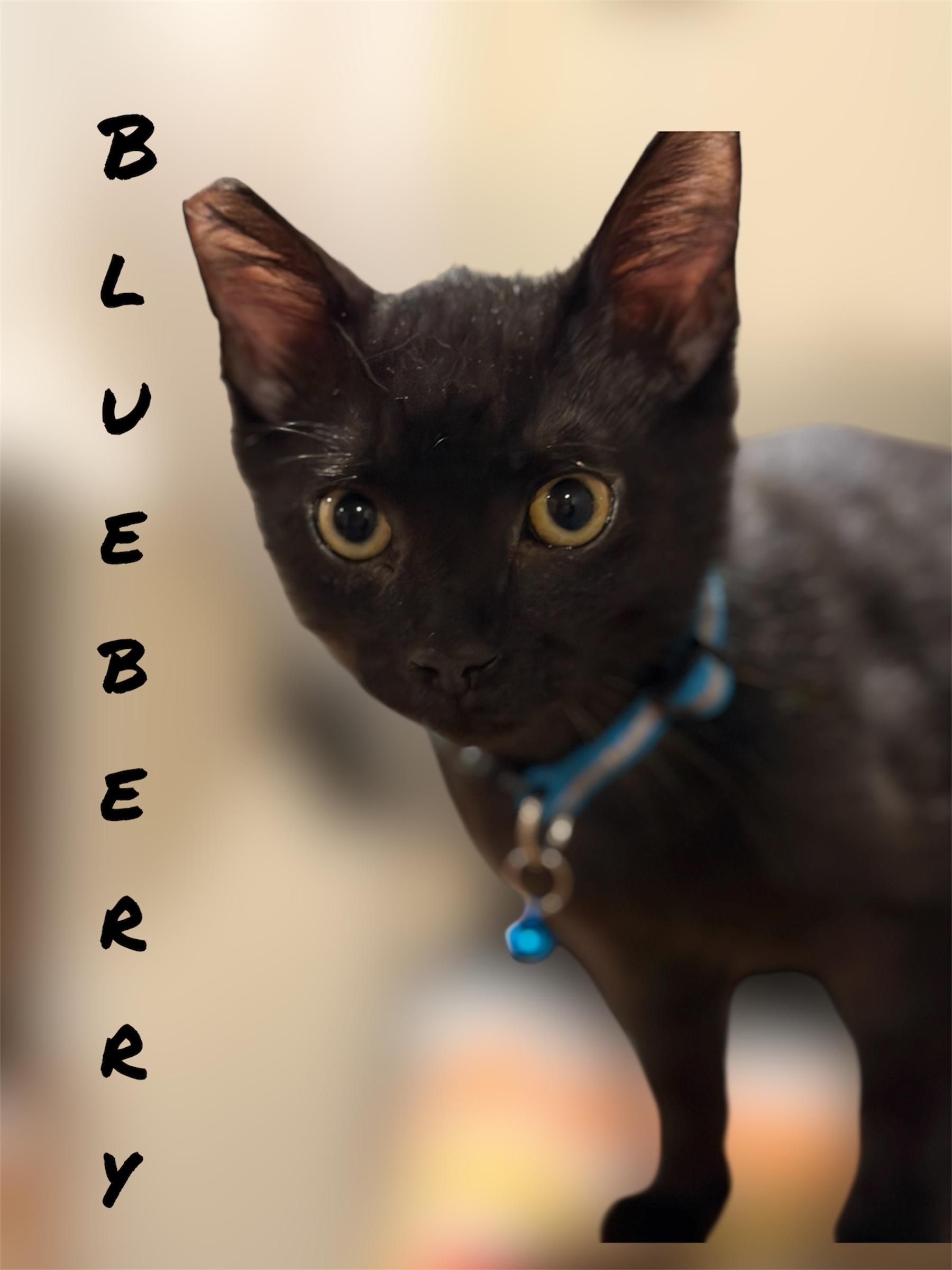 Enlarge Blueberry, a ADOPTABLE Domestic Short Hair in Auburn, CA image 2/2