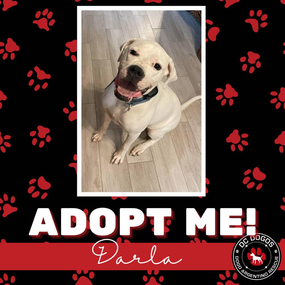 Enlarge Darla, a Adopted Dogo Argentino in Dallas, TX image 1/4