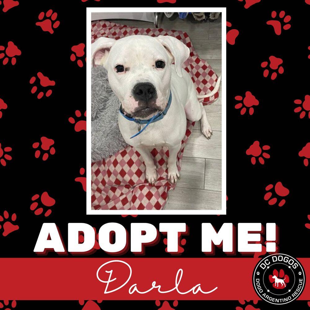 Enlarge Darla, a Adopted Dogo Argentino in Dallas, TX image 2/4