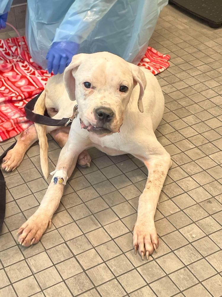 Enlarge Darla, a Adopted Dogo Argentino in Dallas, TX image 3/4