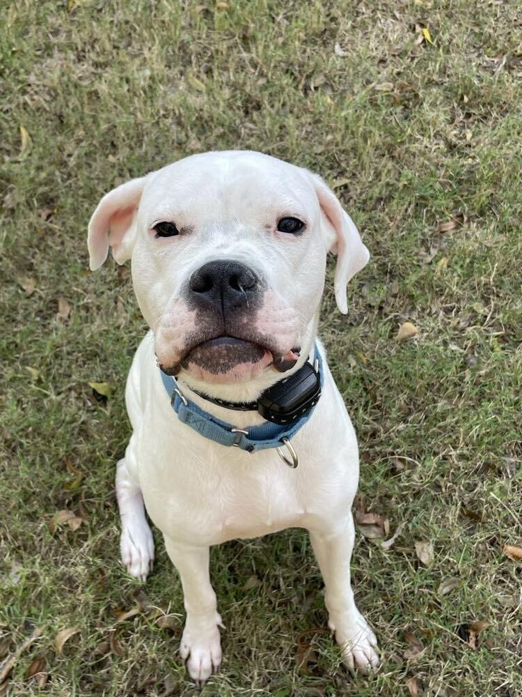 Enlarge Darla, a Adopted Dogo Argentino in Dallas, TX image 4/4