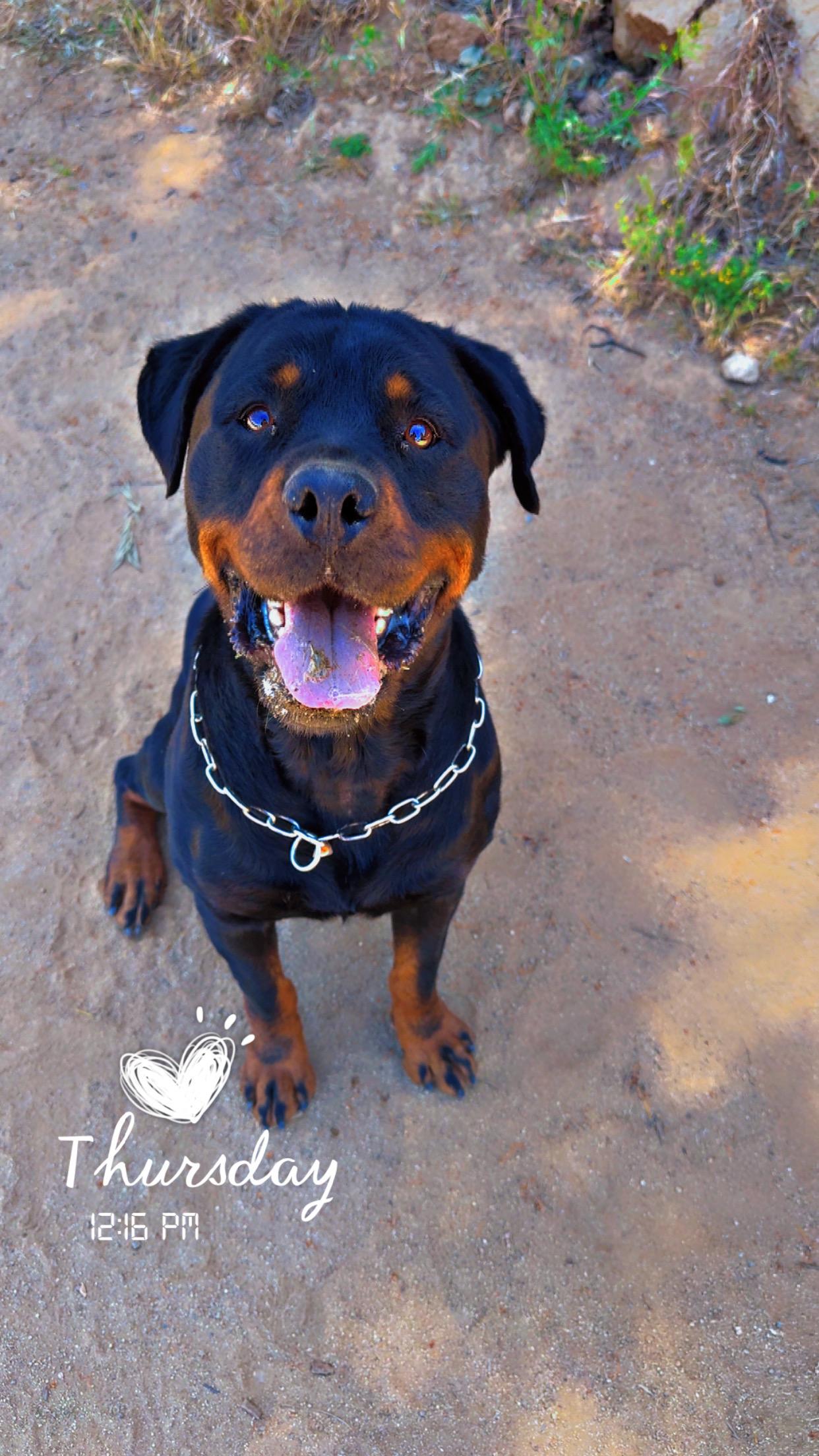 Enlarge Shanti Bo, a Adoptable Rottweiler in Perris, CA image 2/5