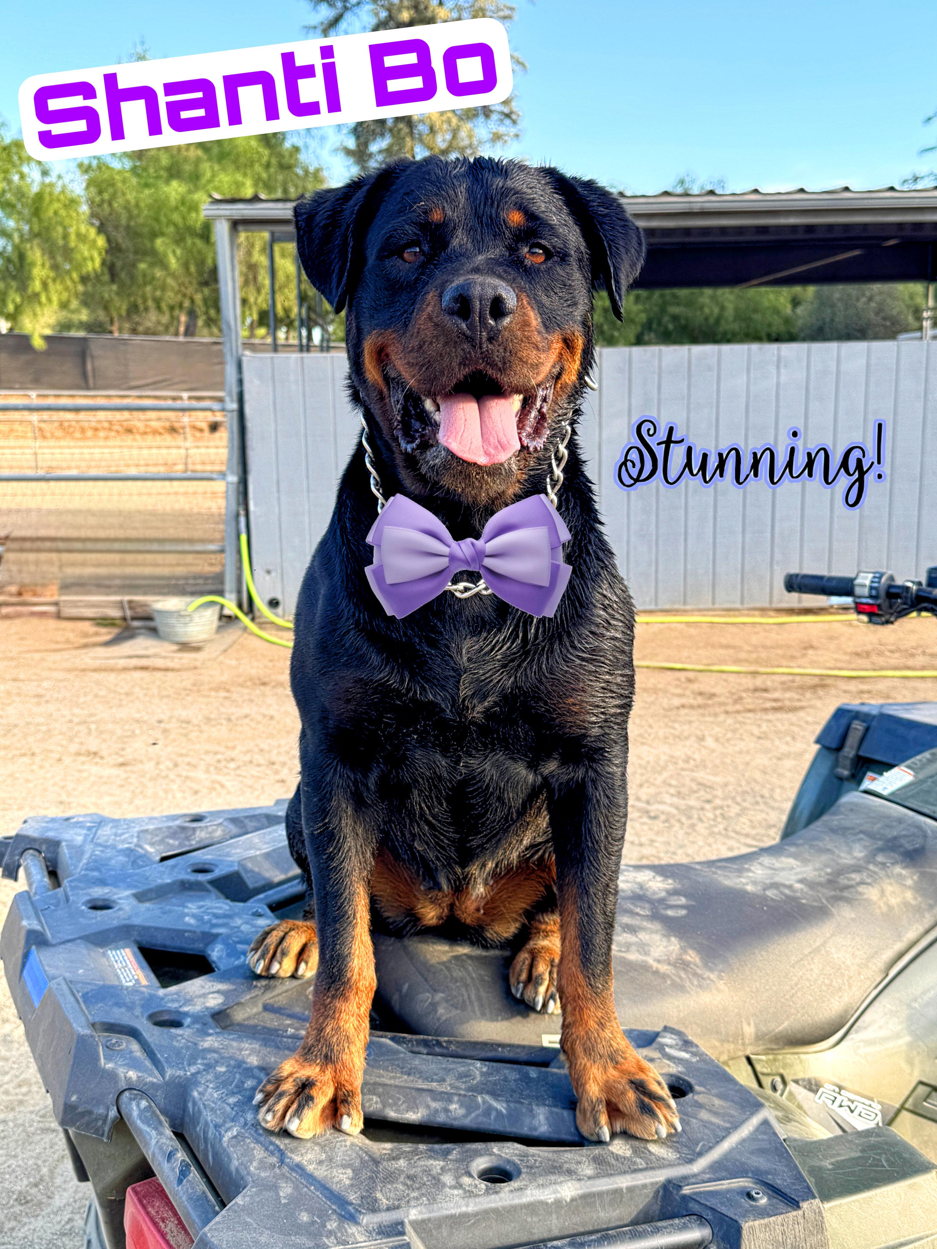 Enlarge Shanti Bo, a Adoptable Rottweiler in Perris, CA image 1/5