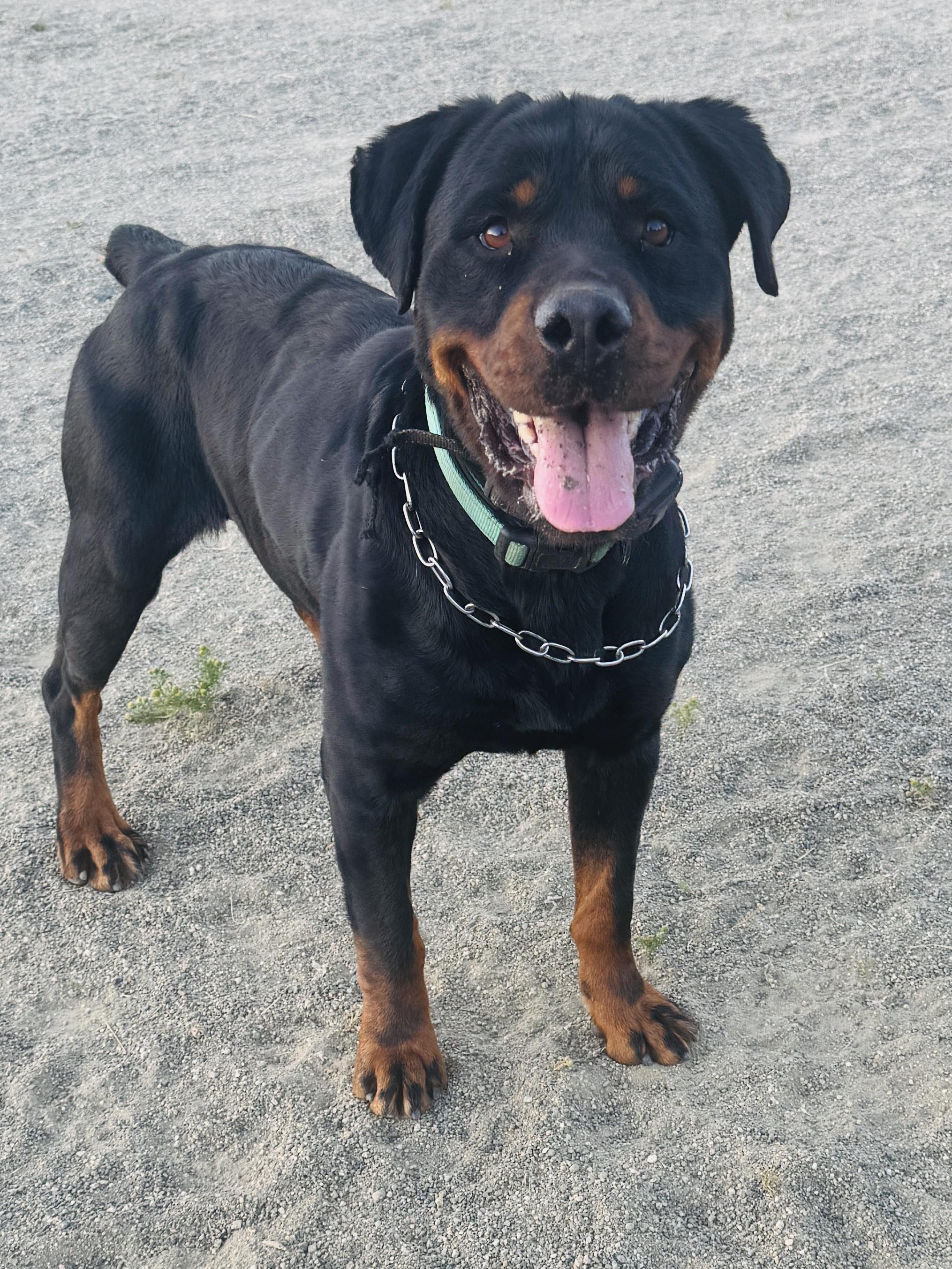 Enlarge Shanti Bo, a Adoptable Rottweiler in Perris, CA image 3/5