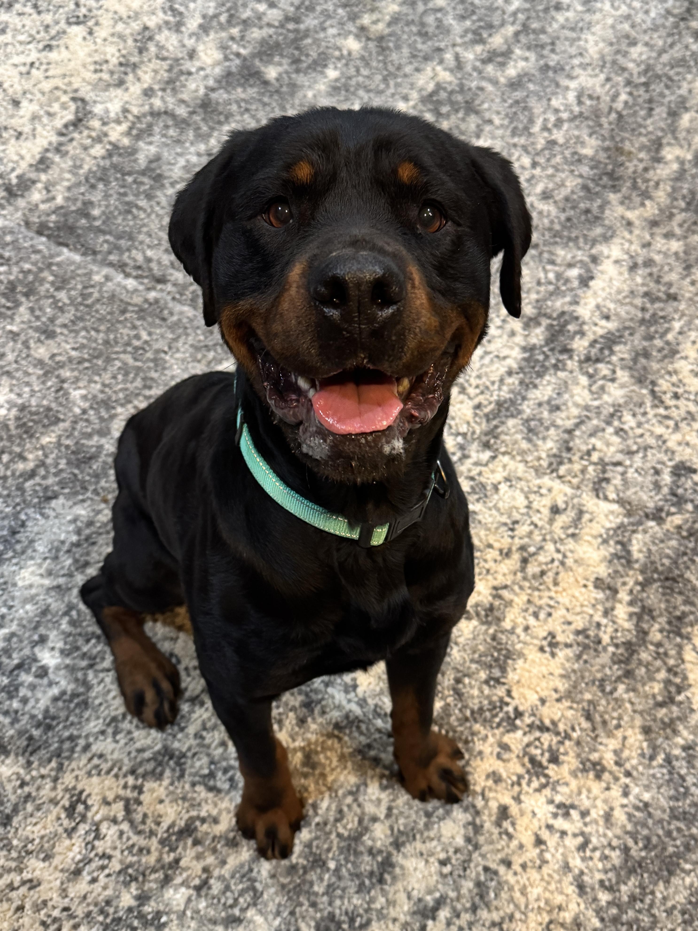Enlarge Shanti Bo, a Adoptable Rottweiler in Perris, CA image 5/5