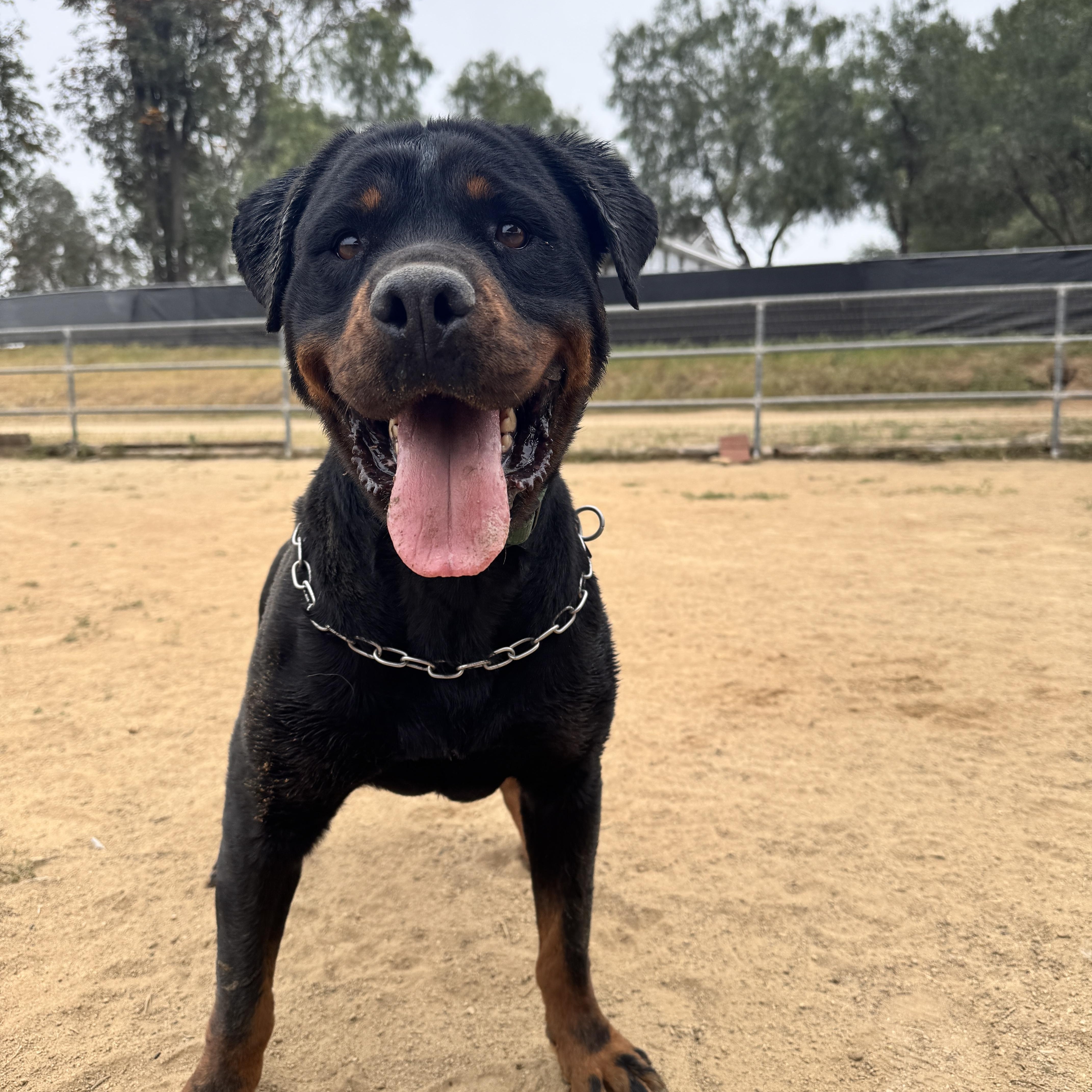 Enlarge Shanti Bo, a Adoptable Rottweiler in Perris, CA image 4/5