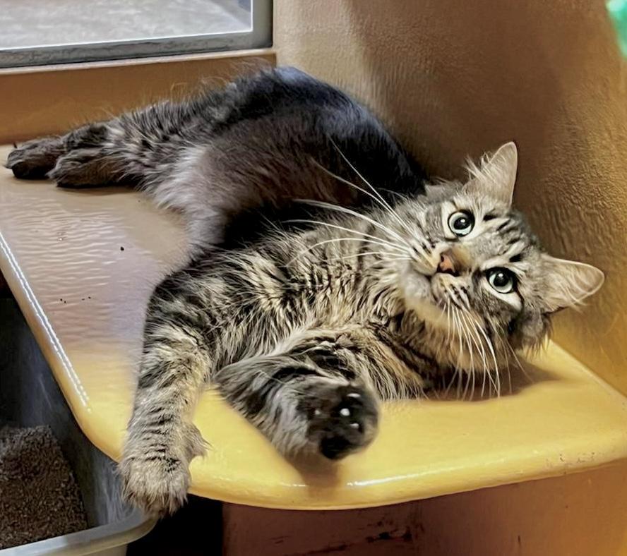 Zenway, ADOPTABLE, Young Male Tabby & Domestic Long Hair.