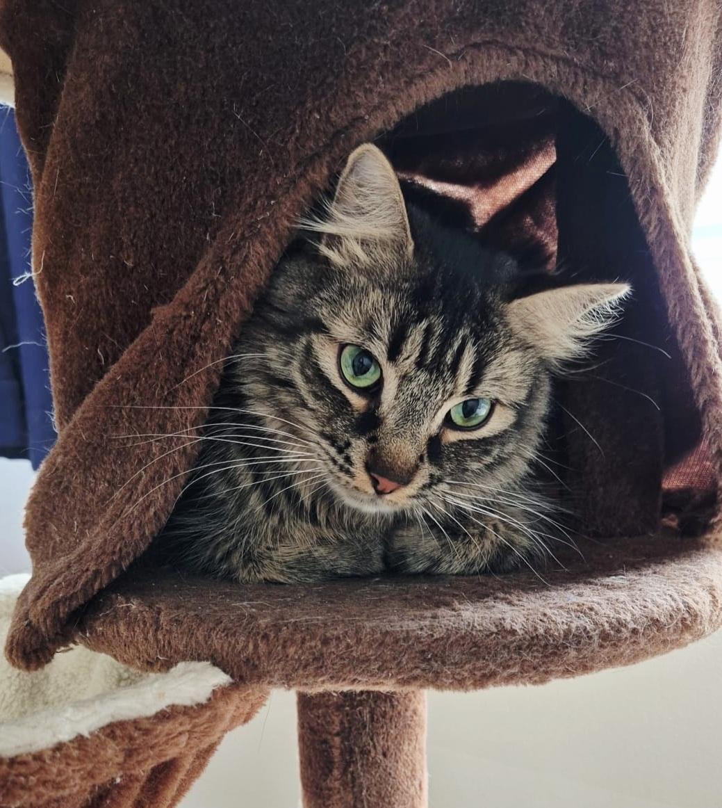 Enlarge Zenway, an adopted mixed breed in Toronto, ON image 2/6