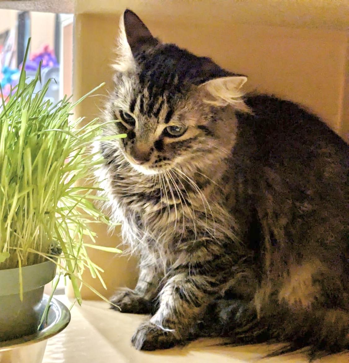 Enlarge Zenway, a ADOPTABLE mixed breed in Toronto, ON image 3/6