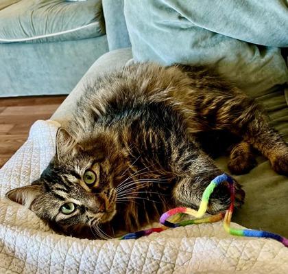 Enlarge Zenway, a ADOPTABLE mixed breed in Toronto, ON image 5/6