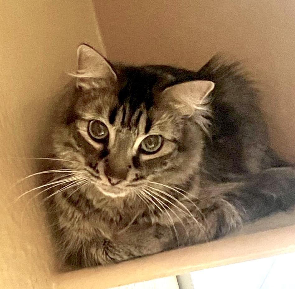 Enlarge Zenway, a ADOPTABLE mixed breed in Toronto, ON image 2/6