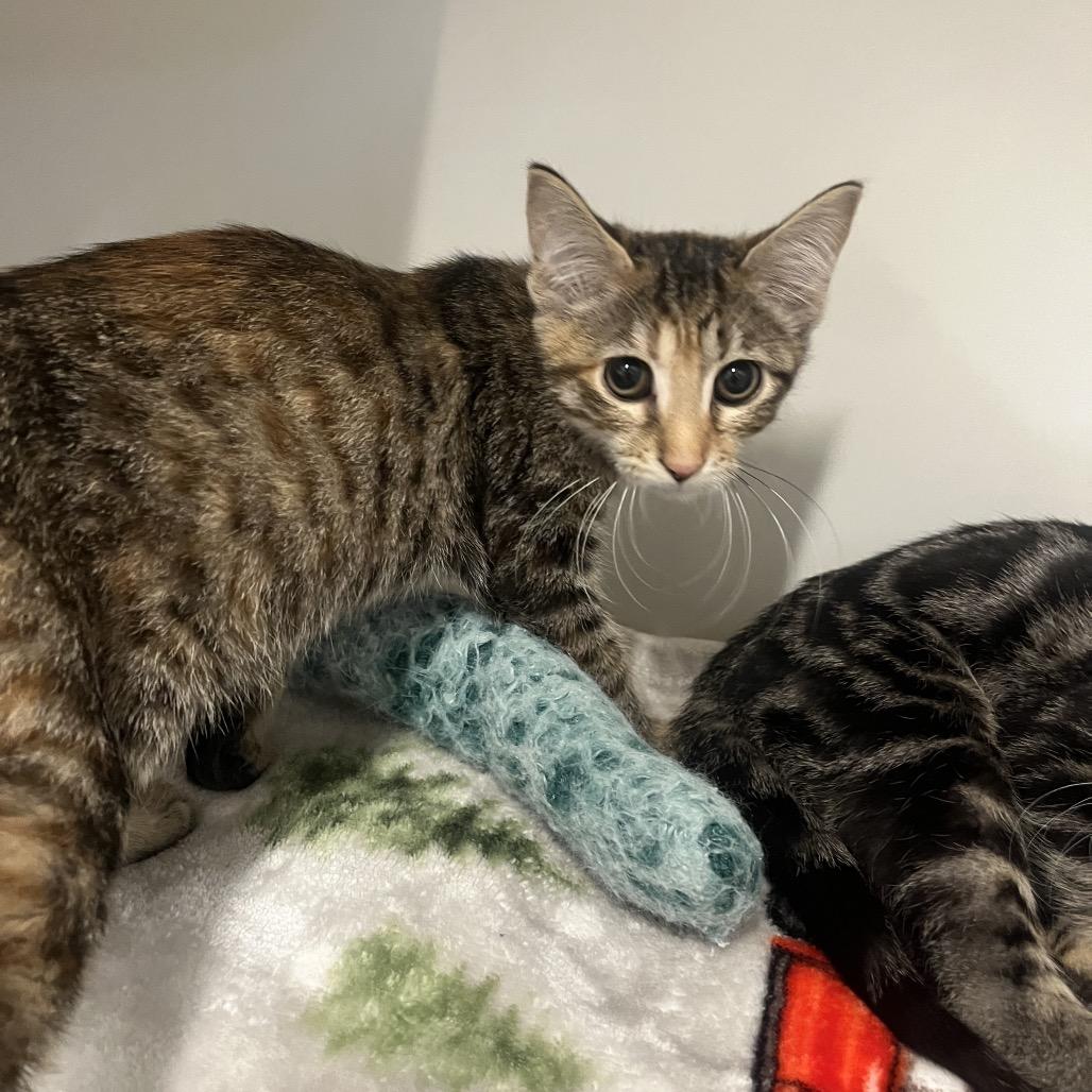 Lacey, Adoptable, Kitten Female Domestic Short Hair.