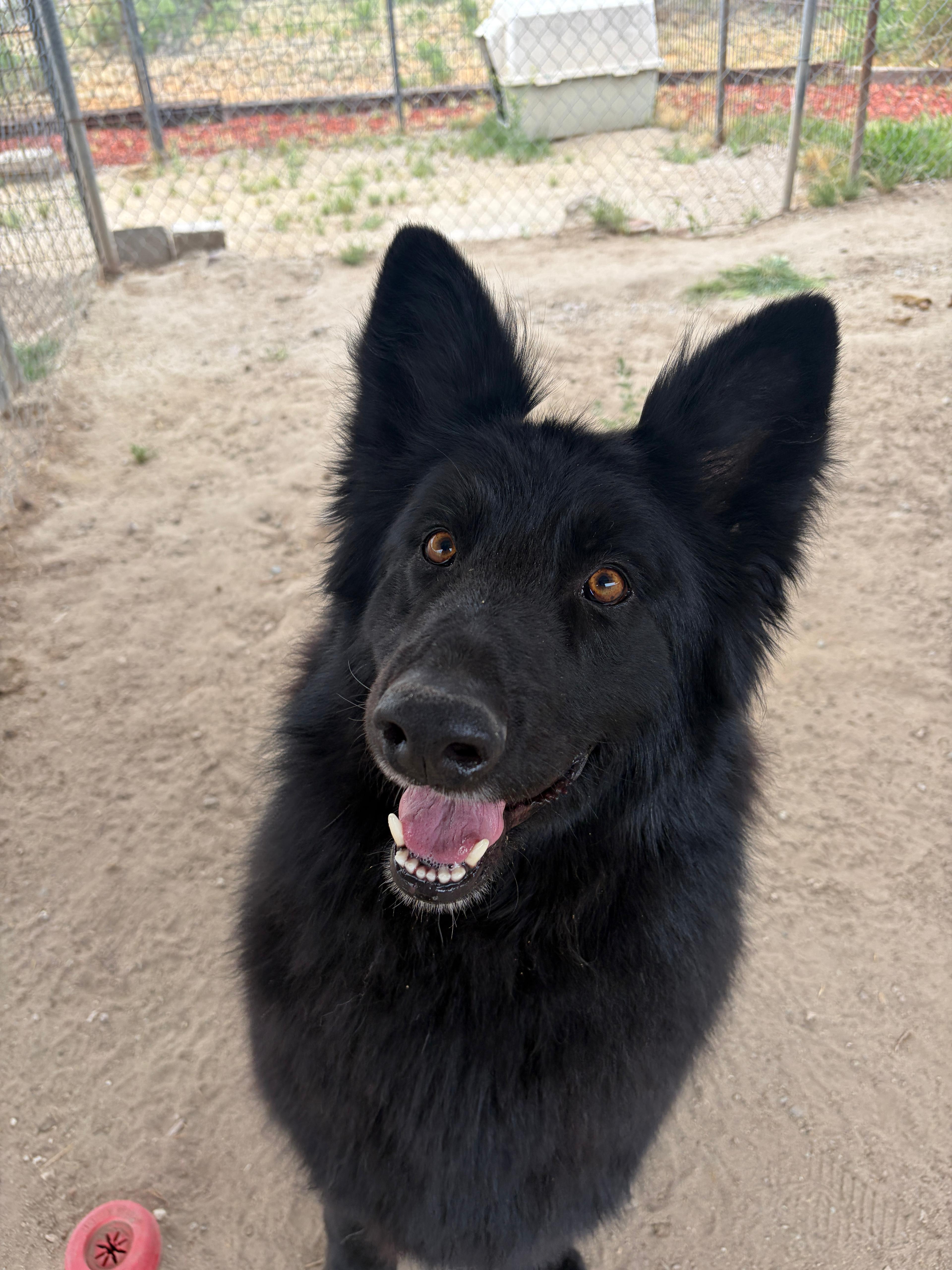 Enlarge Bear, a Adoptable German Shepherd Dog in Fallon, NV image 4/4