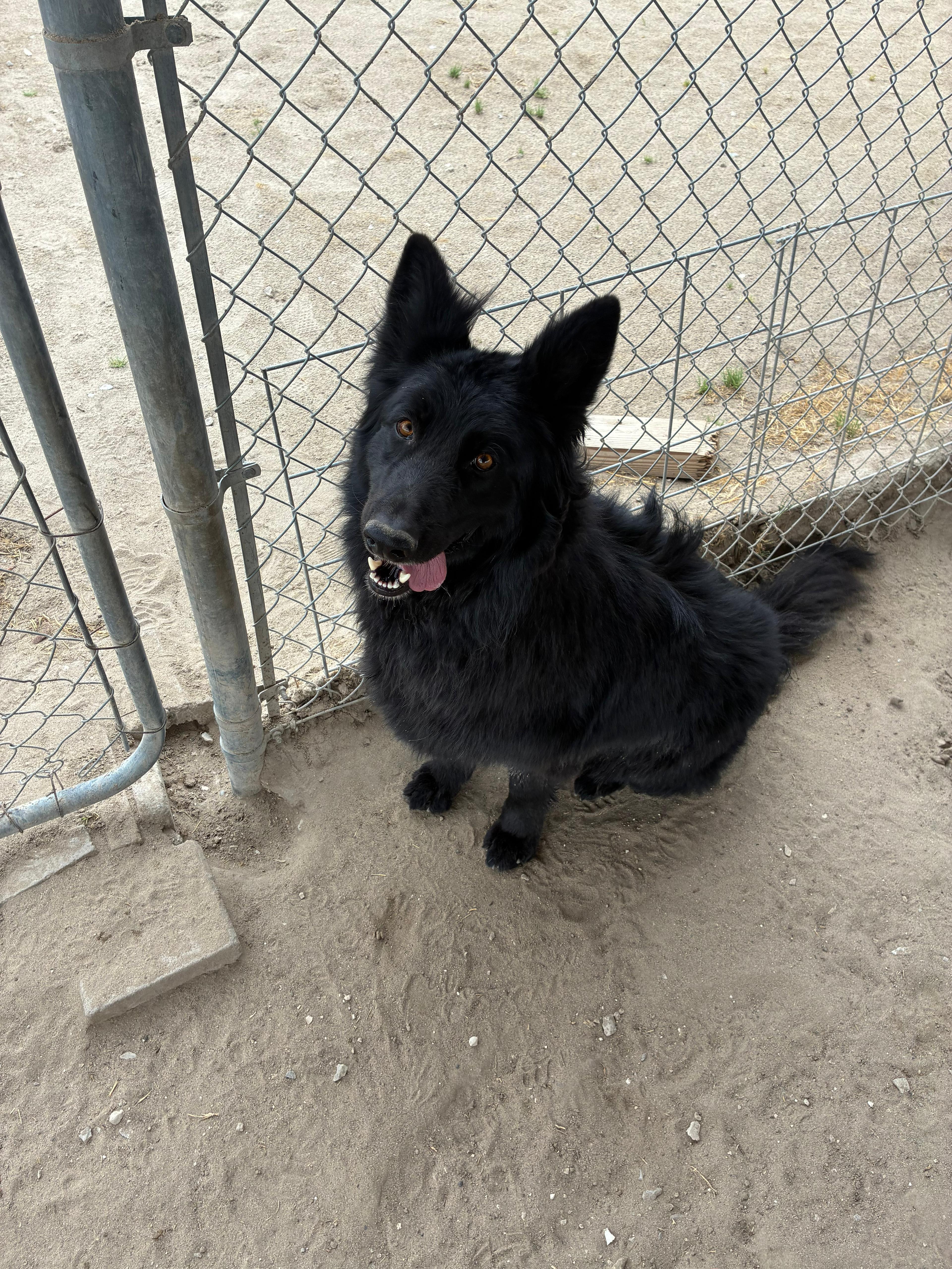 Enlarge Bear, a Adoptable German Shepherd Dog in Fallon, NV image 3/4