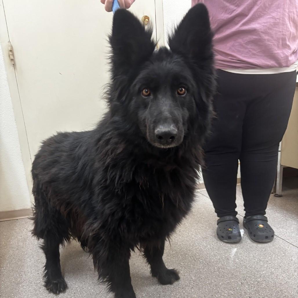 Enlarge Bear, a Adoptable German Shepherd Dog in Fallon, NV image 1/1