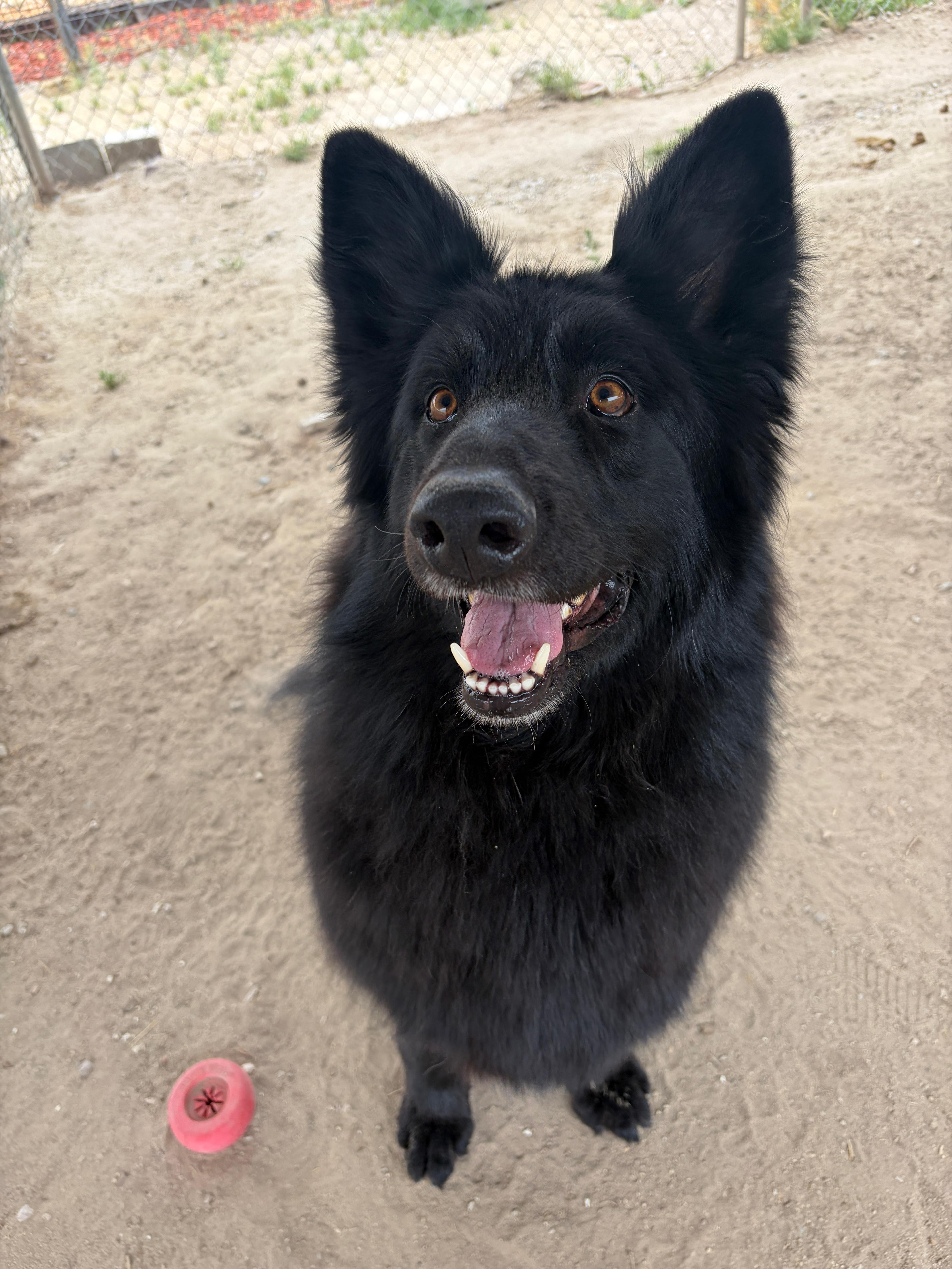 Enlarge Bear, a Adoptable German Shepherd Dog in Fallon, NV image 1/4