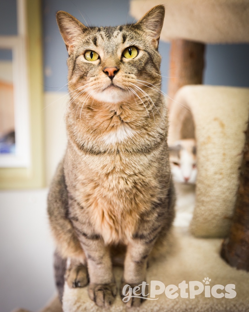 George, a Adoptable Domestic Short Hair in Gallatin, TN image 1/13