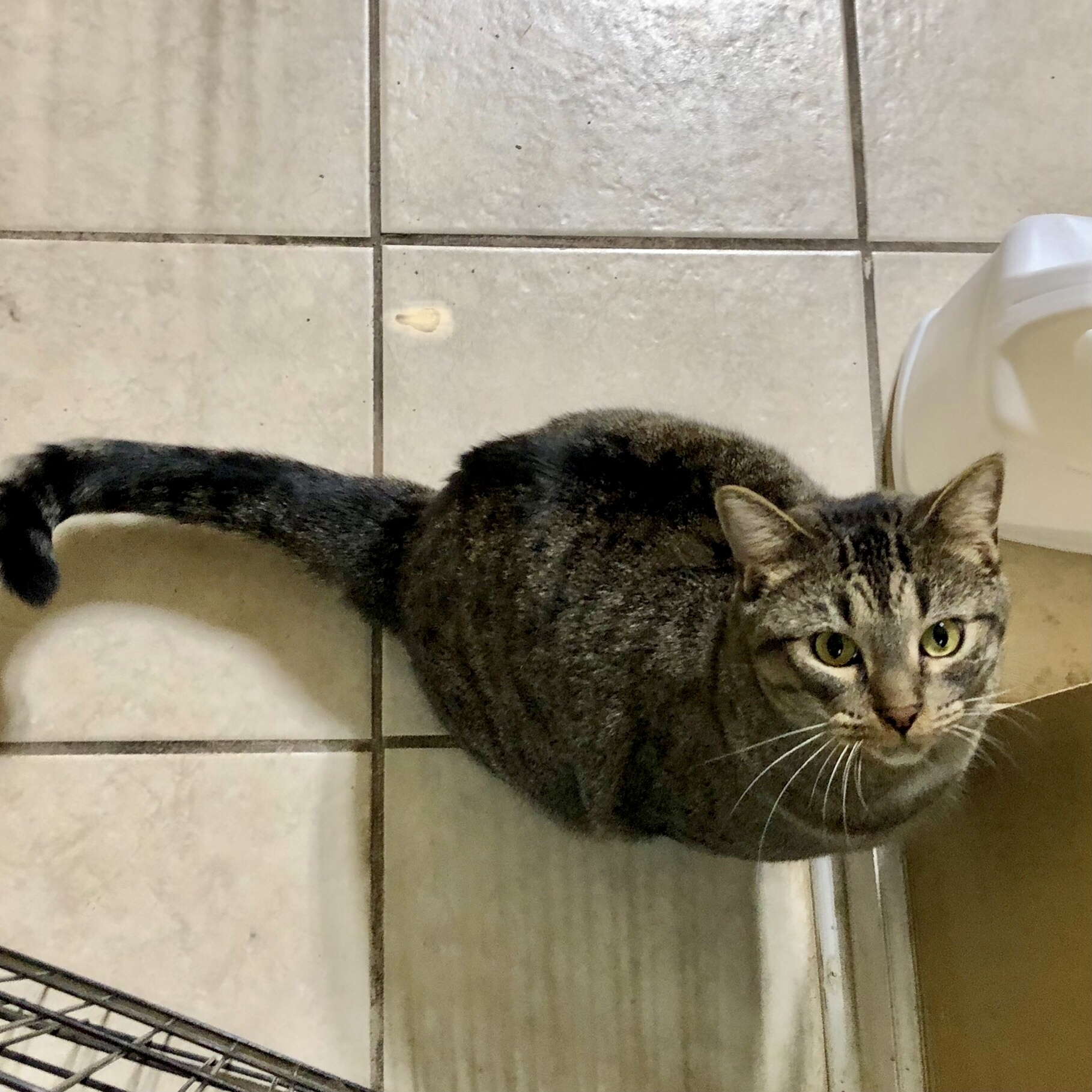 George, a Adoptable Domestic Short Hair in Gallatin, TN image 2/13