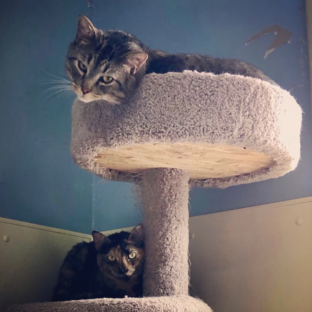 George, a Adoptable Domestic Short Hair in Gallatin, TN image 3/13