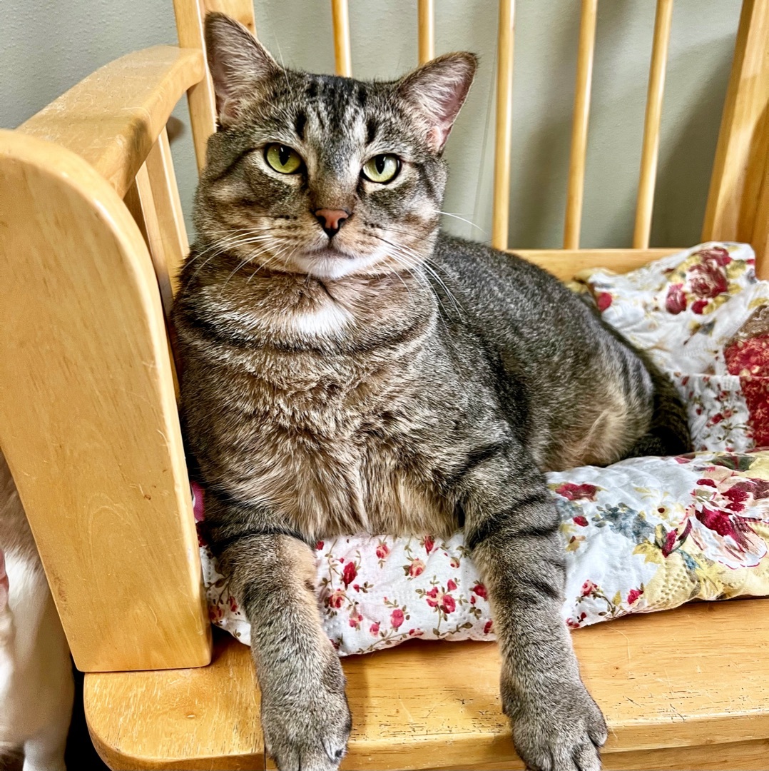 George, a Adoptable Domestic Short Hair in Gallatin, TN image 4/13