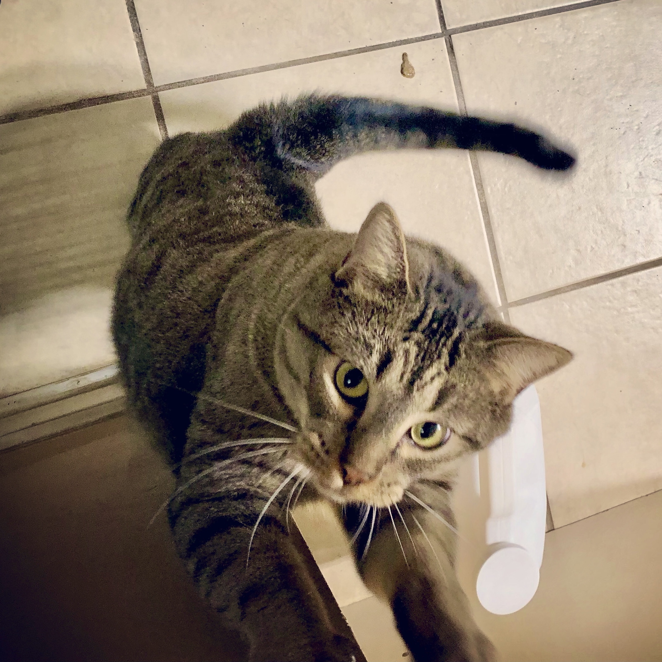 George, a Adoptable Domestic Short Hair in Gallatin, TN image 5/13