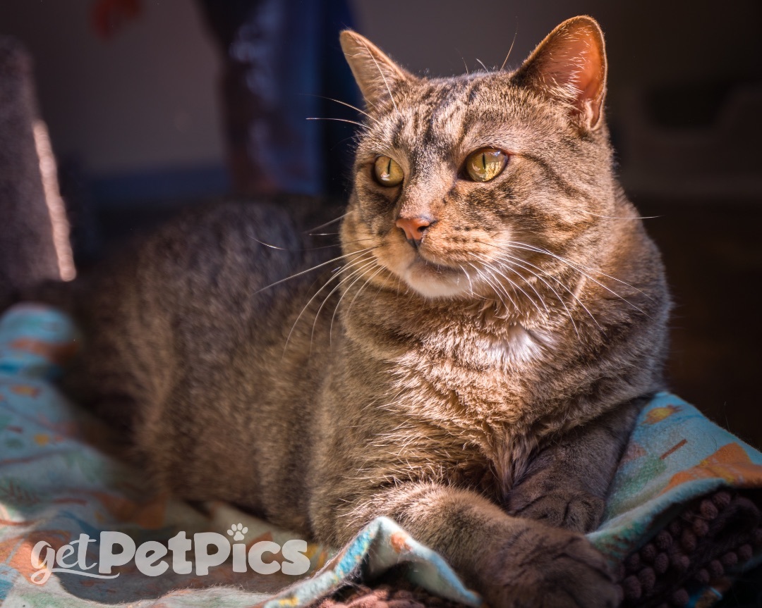 George, a Adoptable Domestic Short Hair in Gallatin, TN image 6/13