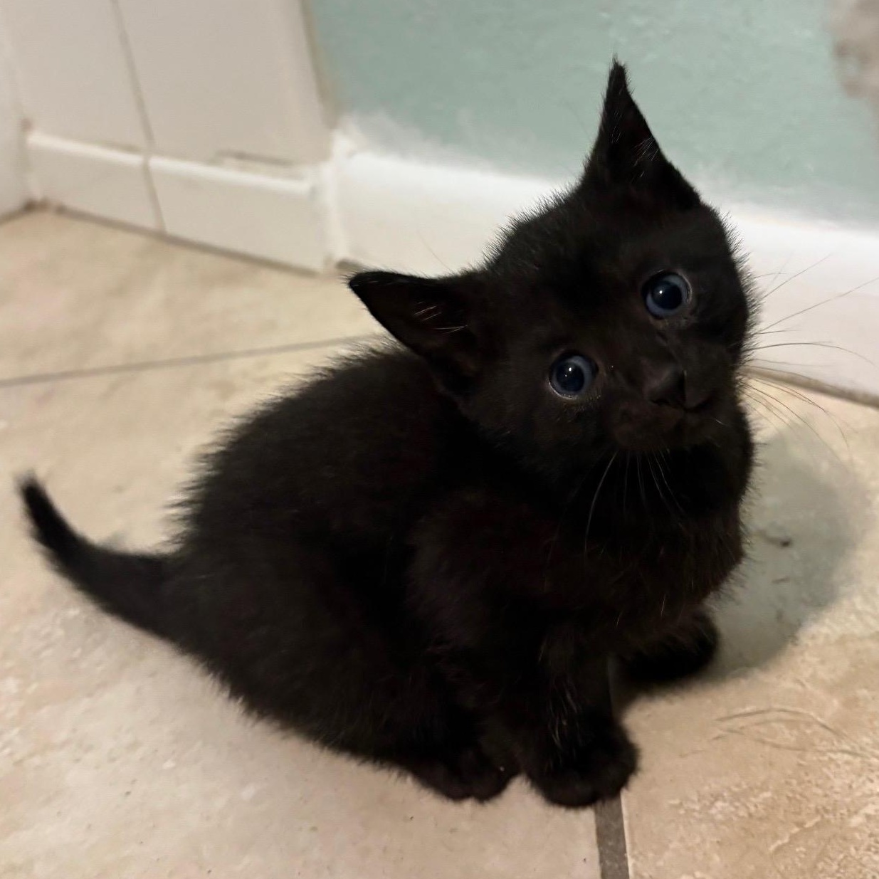 Tahoma, Adoptable, Kitten Male Snowshoe & American Shorthair.