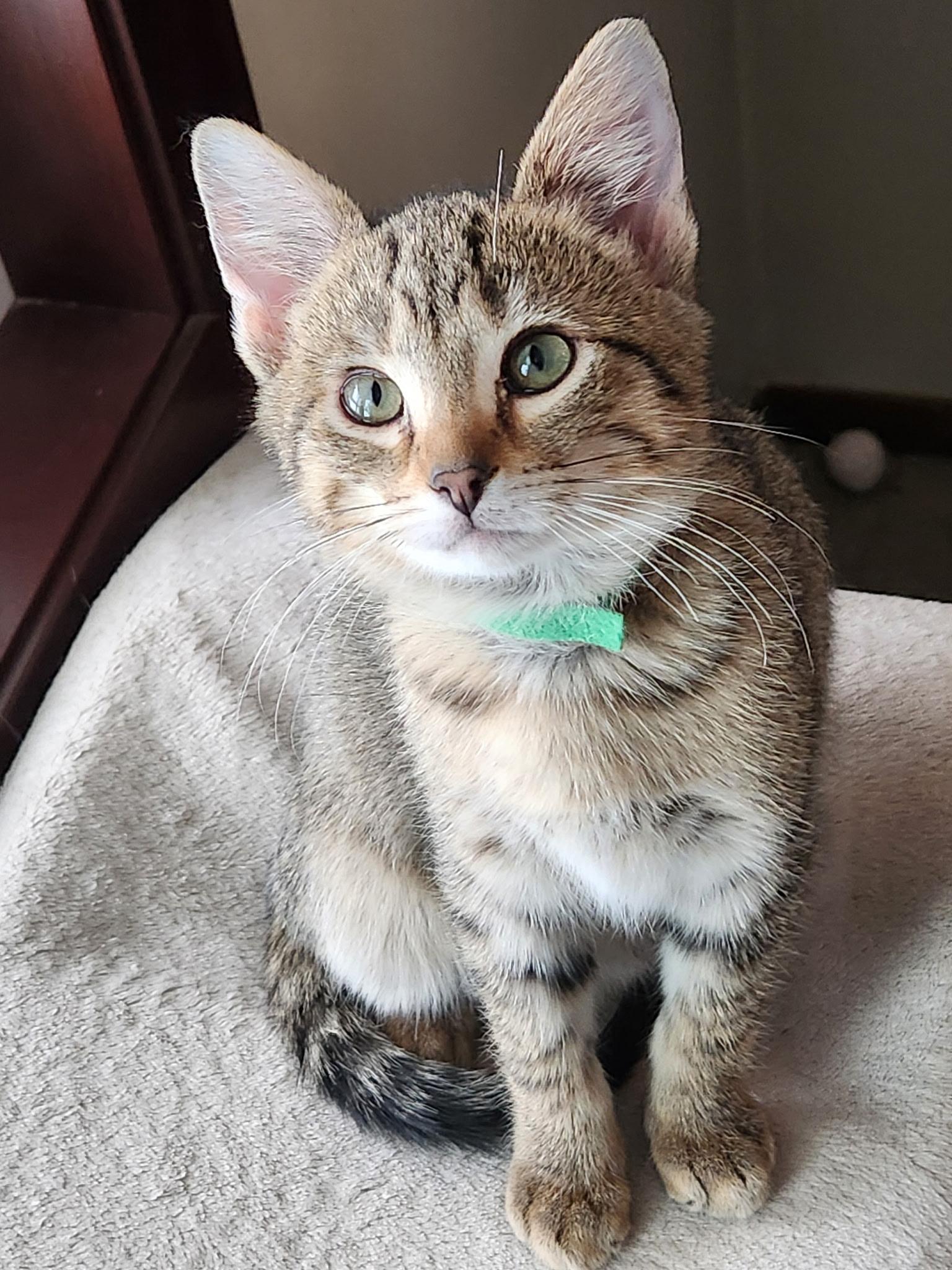 Kimchi, Adoptable, Kitten Male Domestic Short Hair.