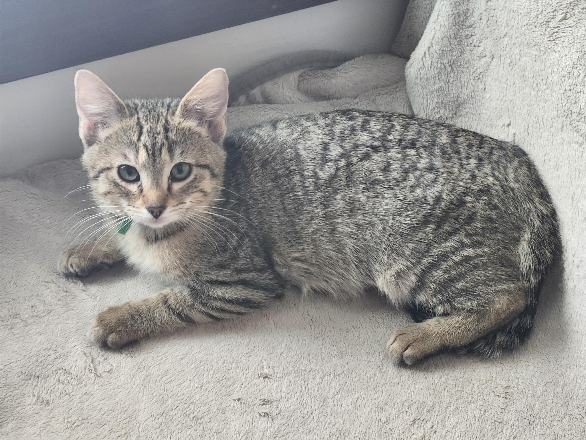 Kimchi, a Adoptable Domestic Short Hair in Apple Valley, MN image 2/5