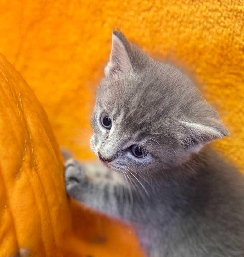 Trixie, an adoptable Chartreux in Horseshoe Bend, AR, 72512 | Photo Image 1
