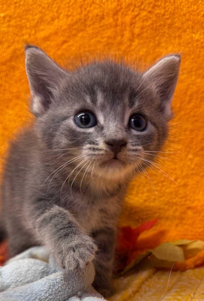 Trixie, an adoptable Chartreux in Horseshoe Bend, AR, 72512 | Photo Image 4