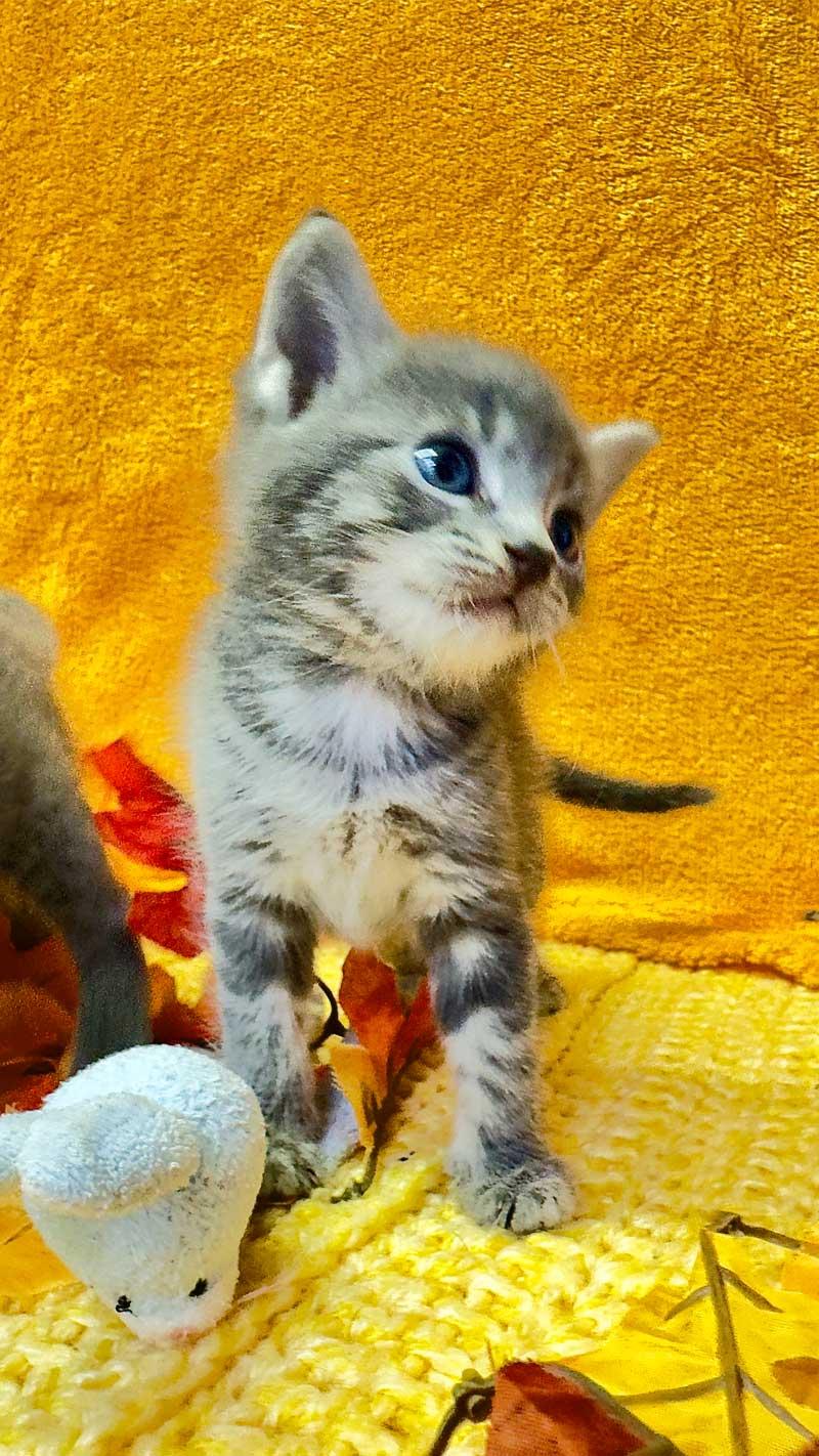 Trixie, an adoptable Chartreux in Horseshoe Bend, AR, 72512 | Photo Image 5