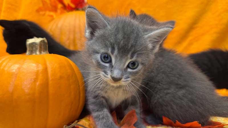 Trixie, an adoptable Chartreux in Horseshoe Bend, AR, 72512 | Photo Image 3