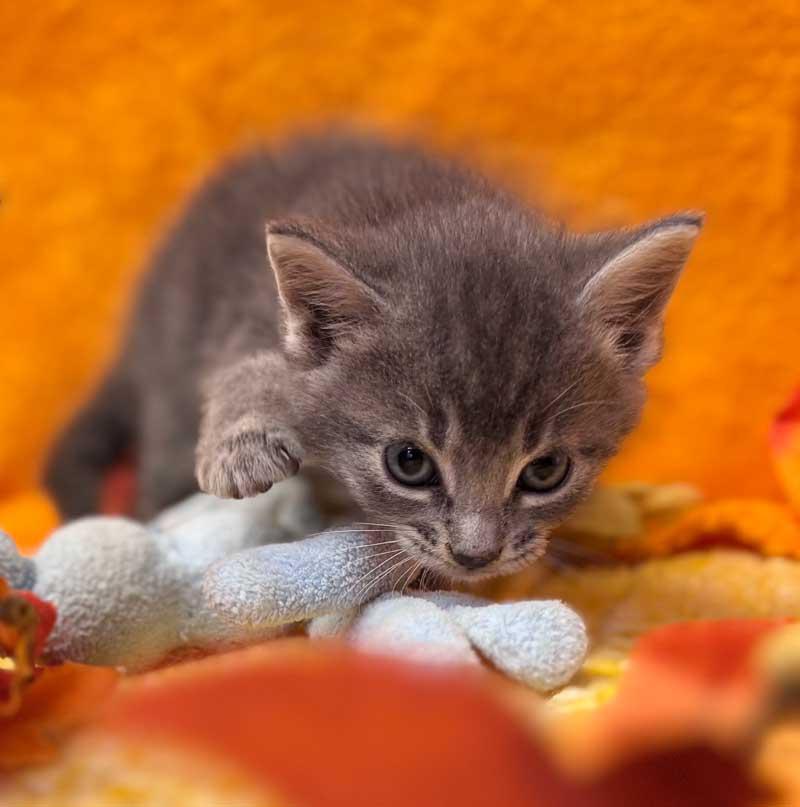 Trixie, an adoptable Chartreux in Horseshoe Bend, AR, 72512 | Photo Image 2