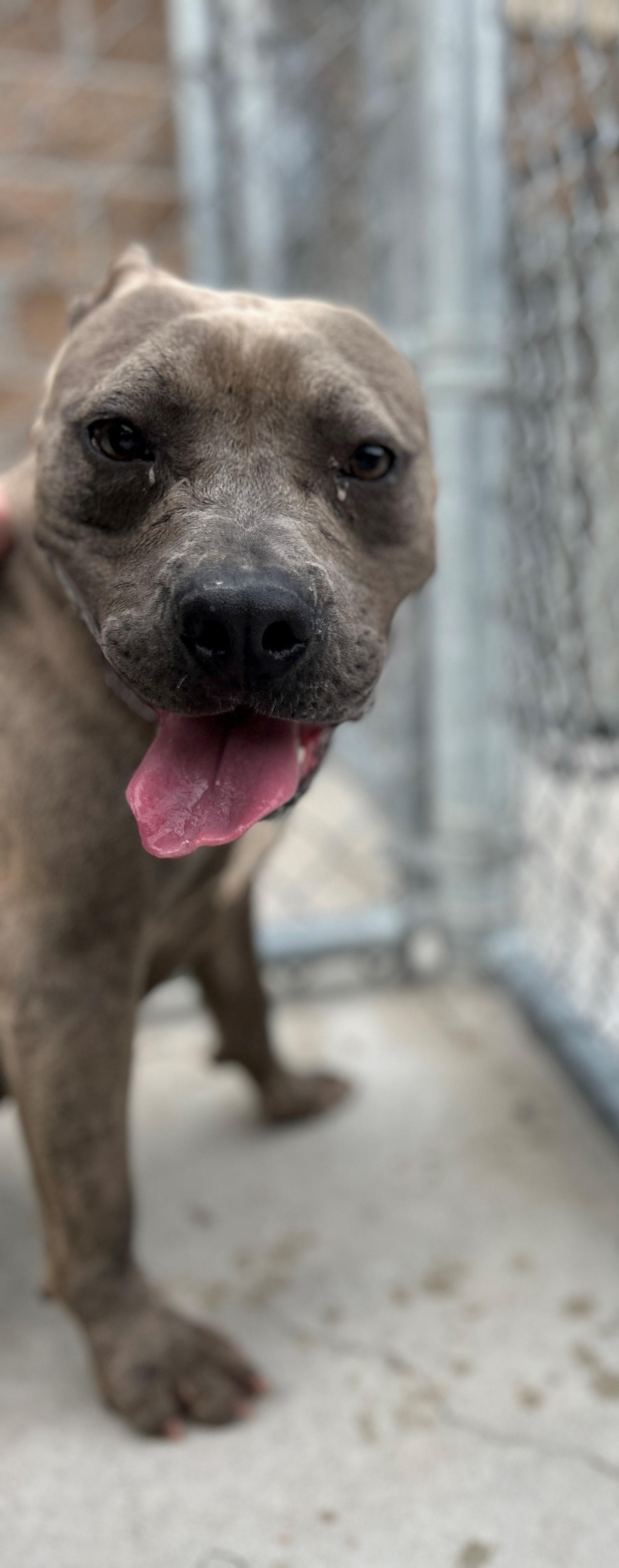 25-0376 "Gumdrop", Adoptable, Adult Female Pit Bull Terrier.