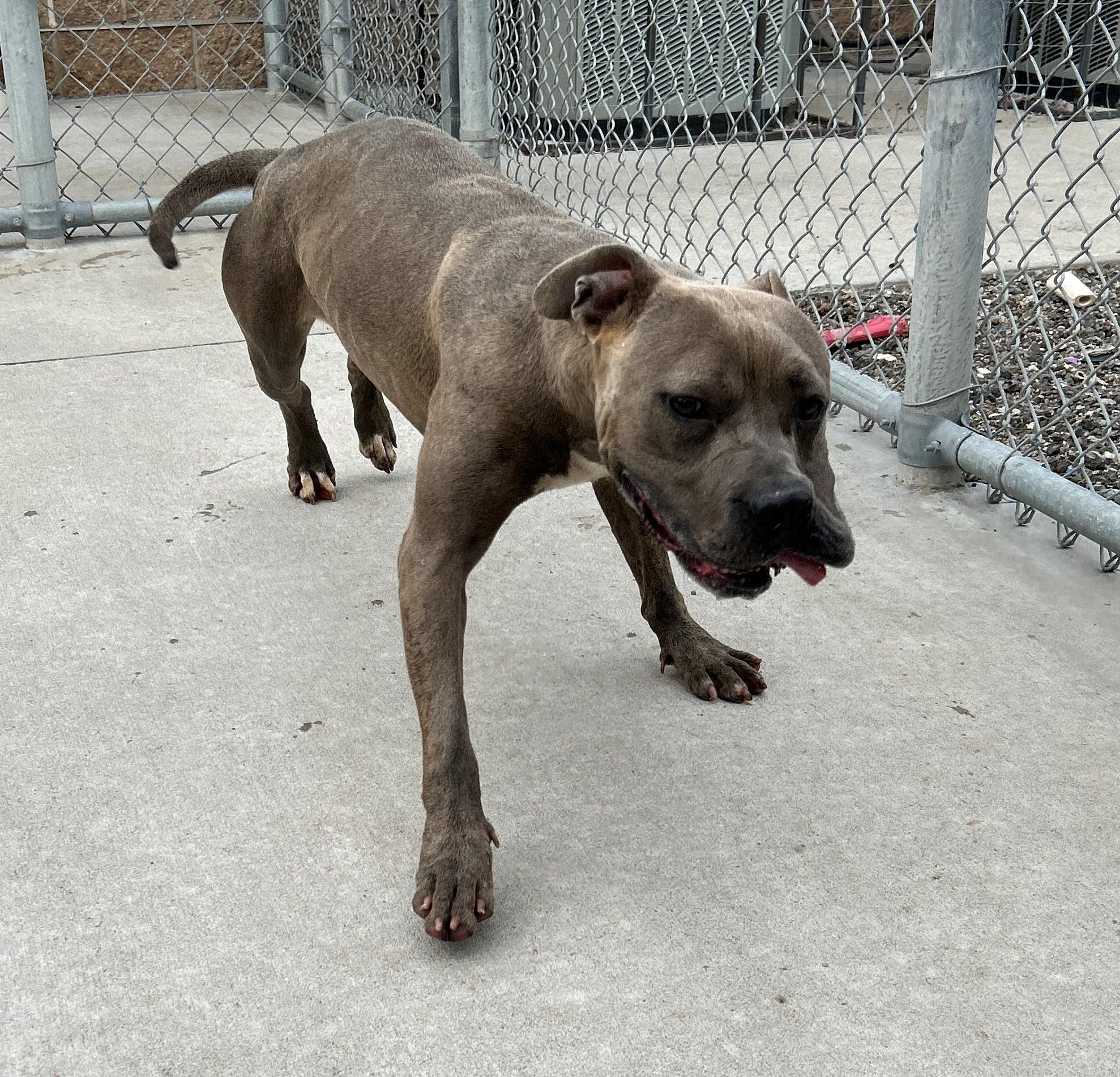 Enlarge 25-0376 "Gumdrop", a Adoptable mixed breed in Leavenworth, KS image 2/6