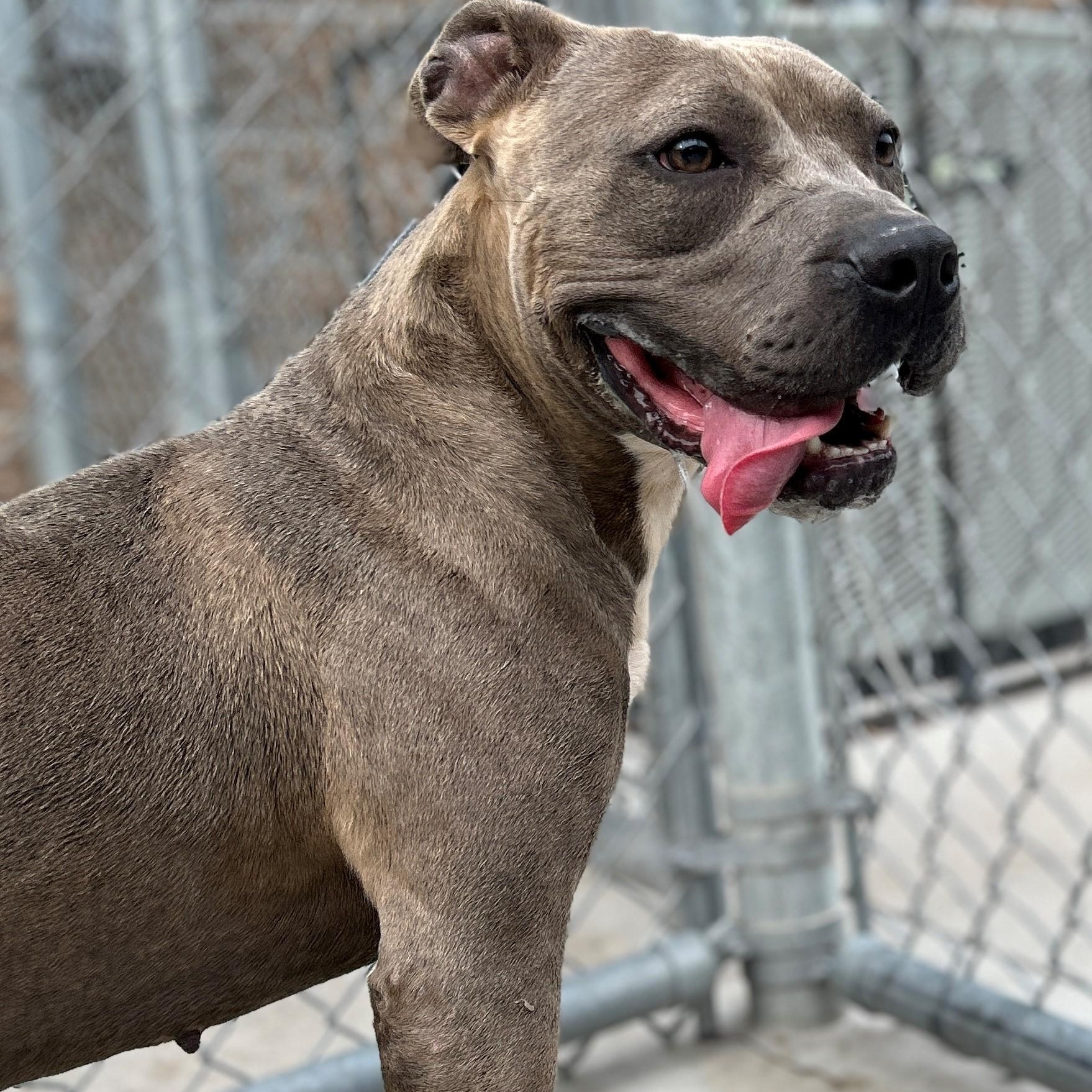 Enlarge 25-0376 "Gumdrop", a Adoptable mixed breed in Leavenworth, KS image 3/6