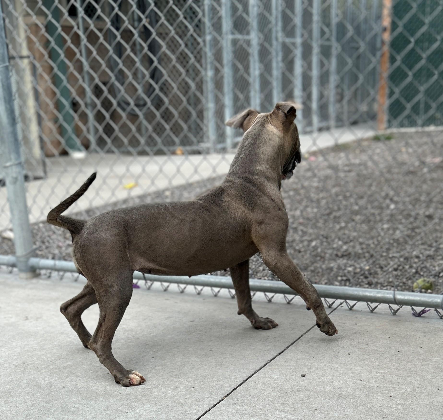 Enlarge 25-0376 "Gumdrop", a Adoptable mixed breed in Leavenworth, KS image 4/6