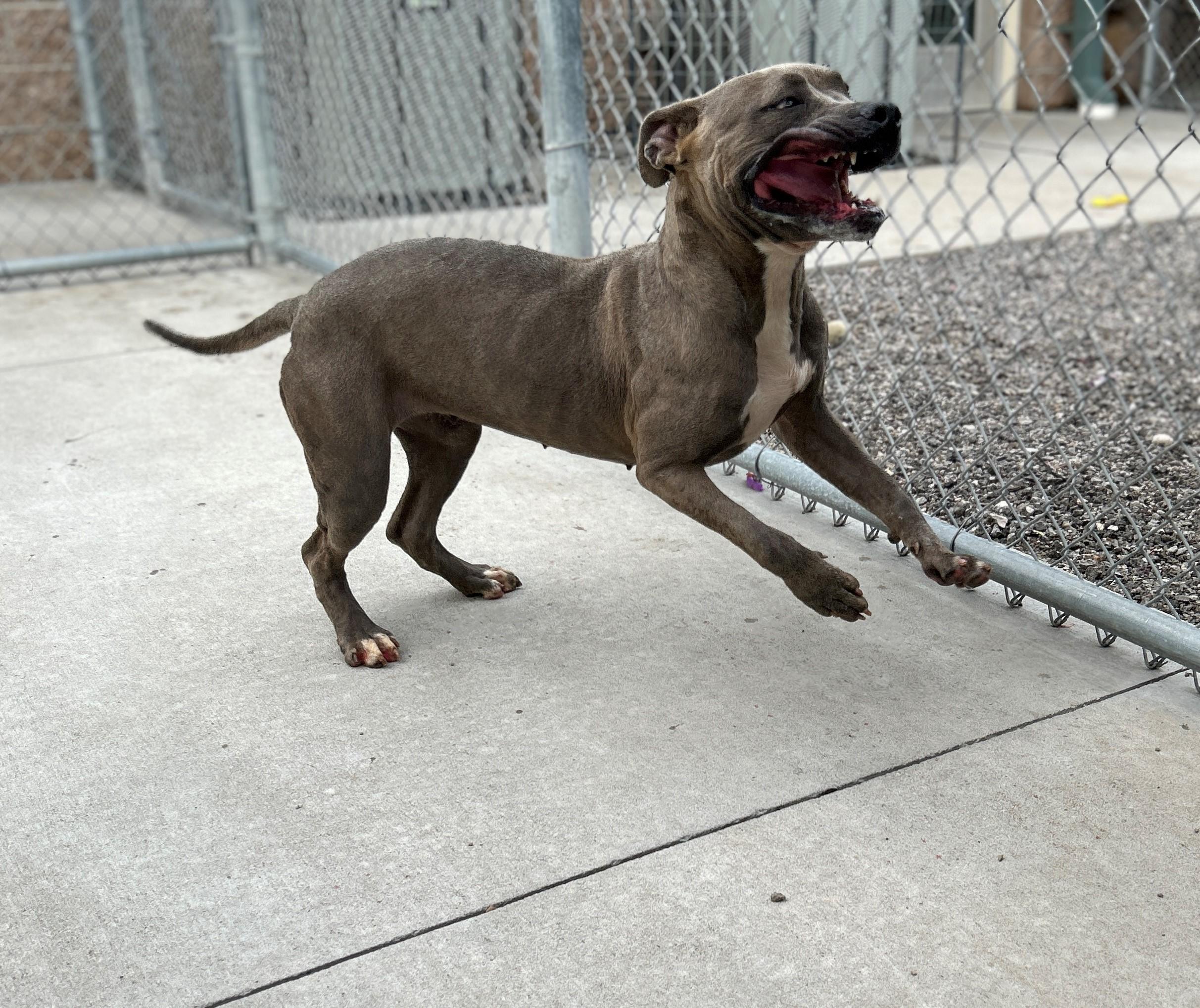 Enlarge 25-0376 "Gumdrop", a Adoptable mixed breed in Leavenworth, KS image 5/6