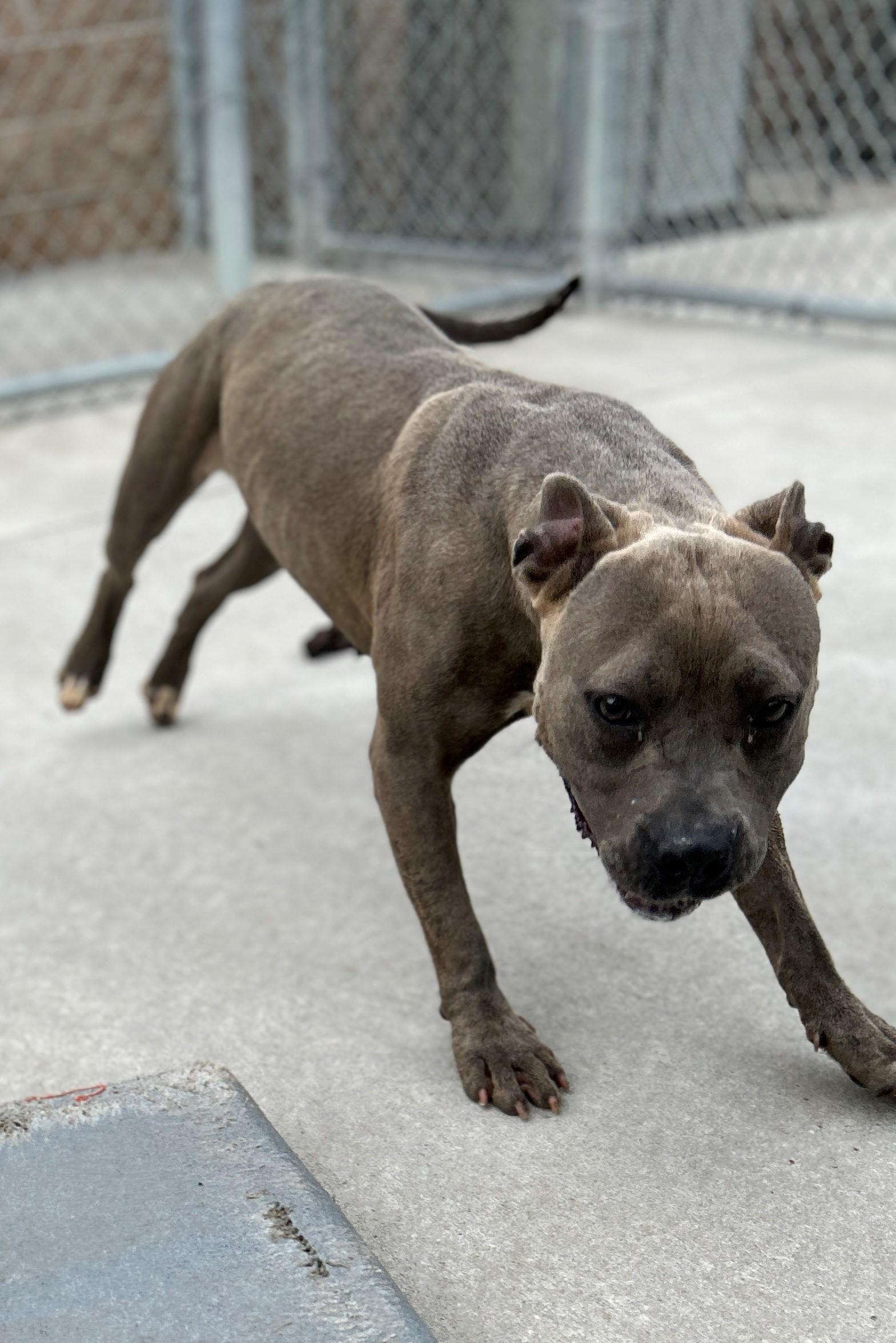 Enlarge 25-0376 "Gumdrop", a Adoptable mixed breed in Leavenworth, KS image 6/6