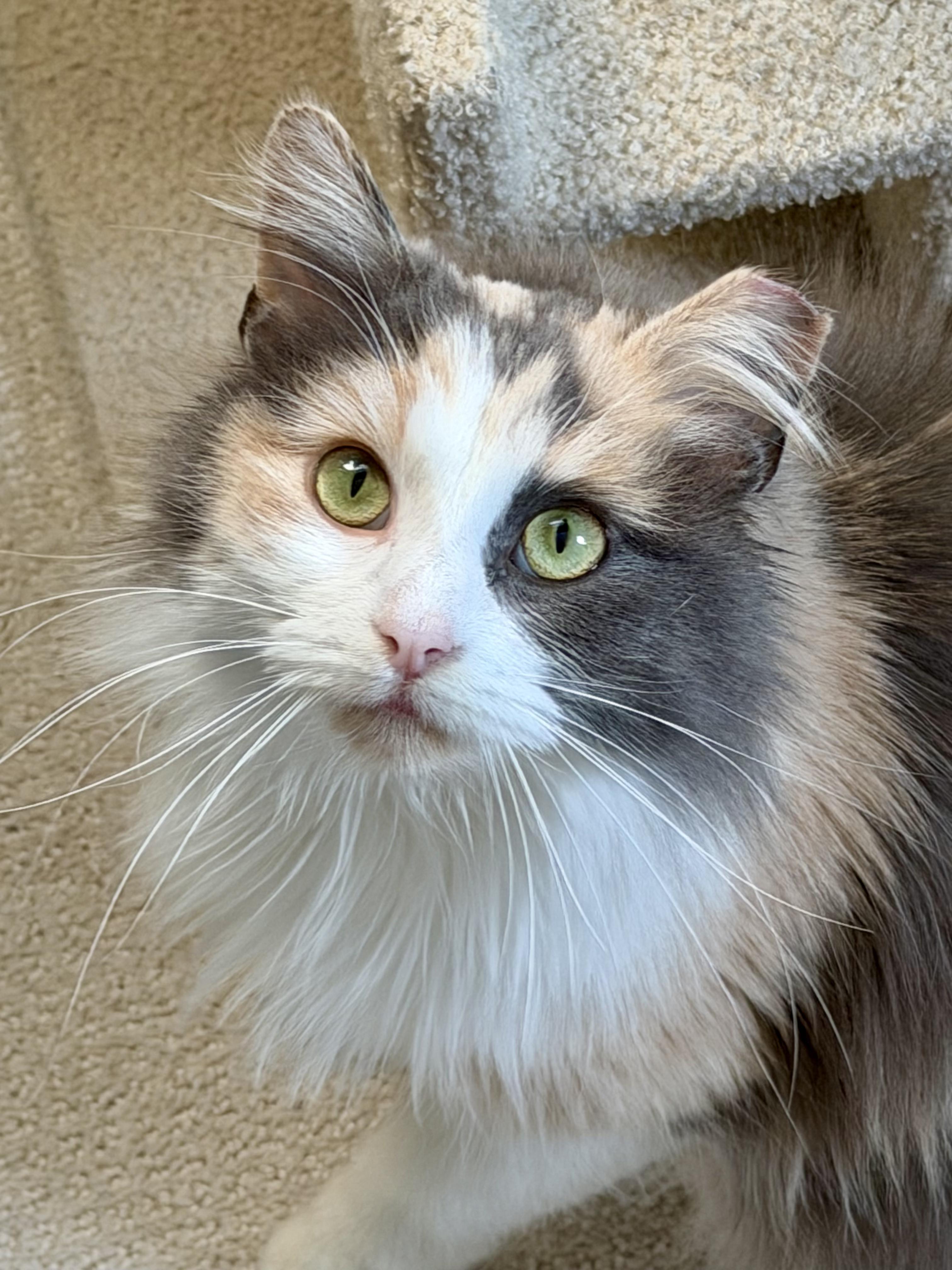 Odessa, a Adoptable Domestic Long Hair in Milwaukee, WI image 1/5