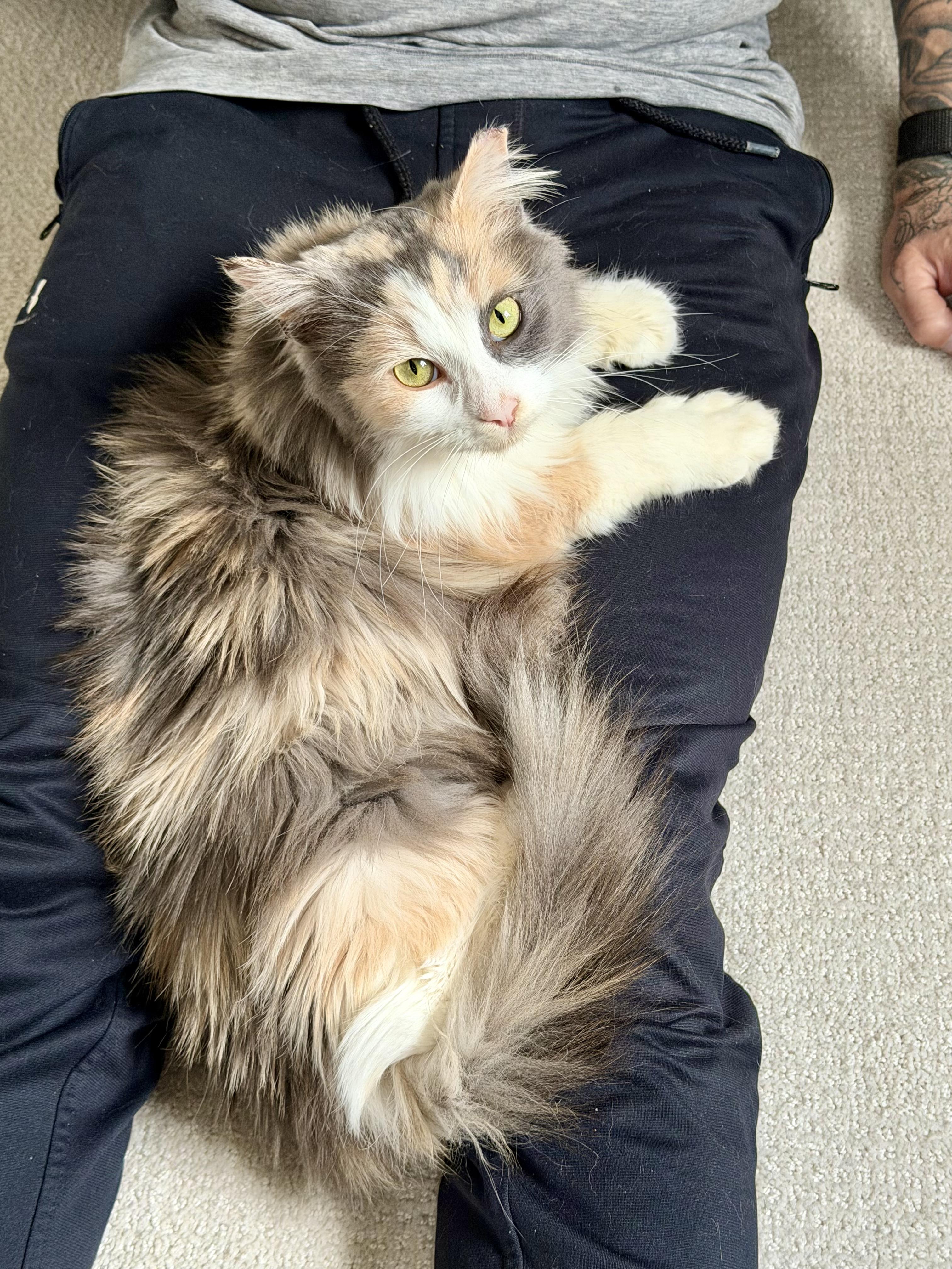 Odessa, a Adoptable Domestic Long Hair in Milwaukee, WI image 2/5