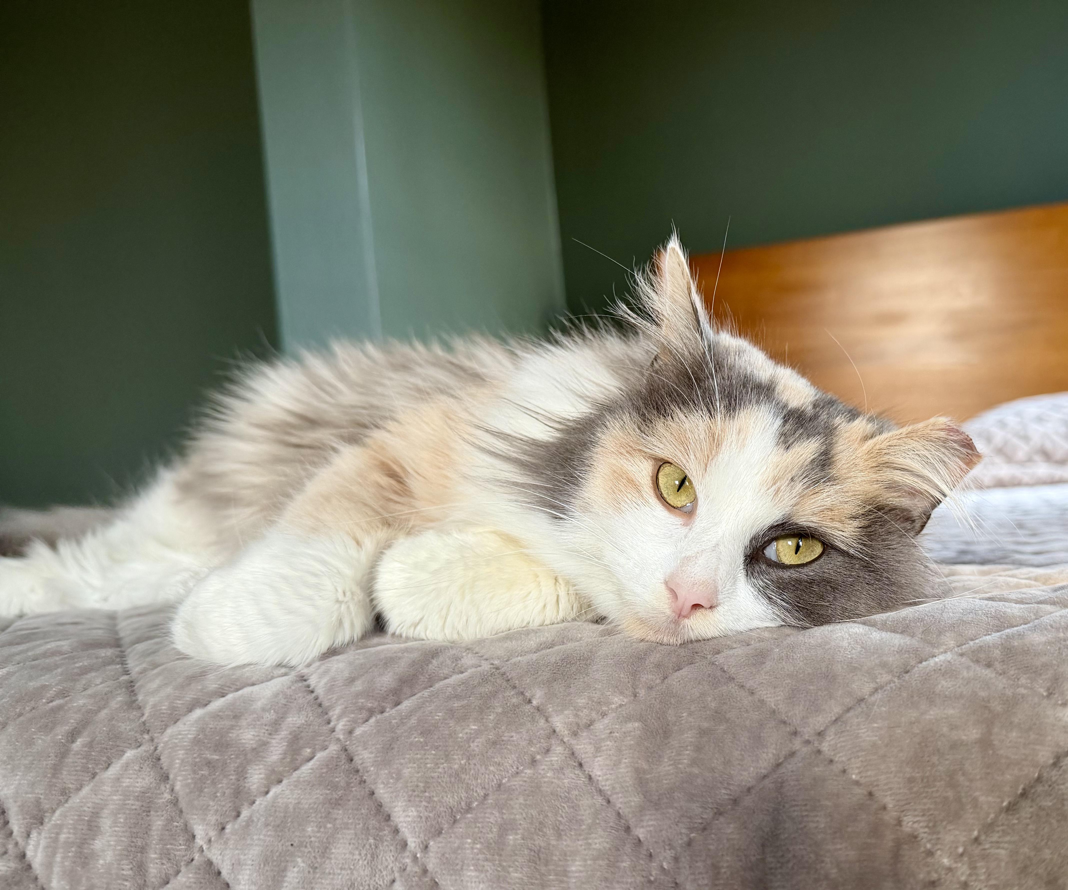 Odessa, a Adoptable Domestic Long Hair in Milwaukee, WI image 3/5