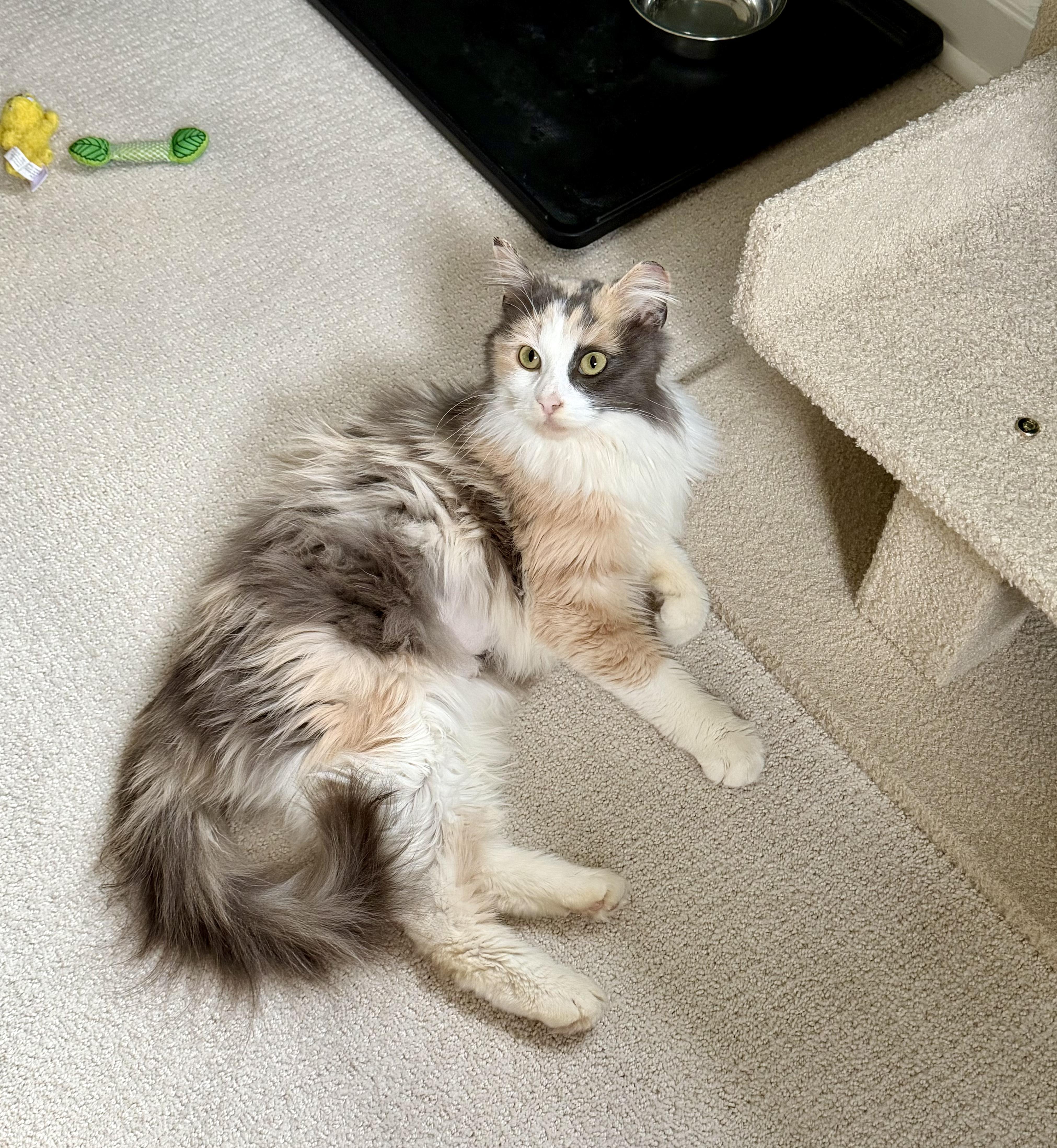 Odessa, a Adoptable Domestic Long Hair in Milwaukee, WI image 4/5