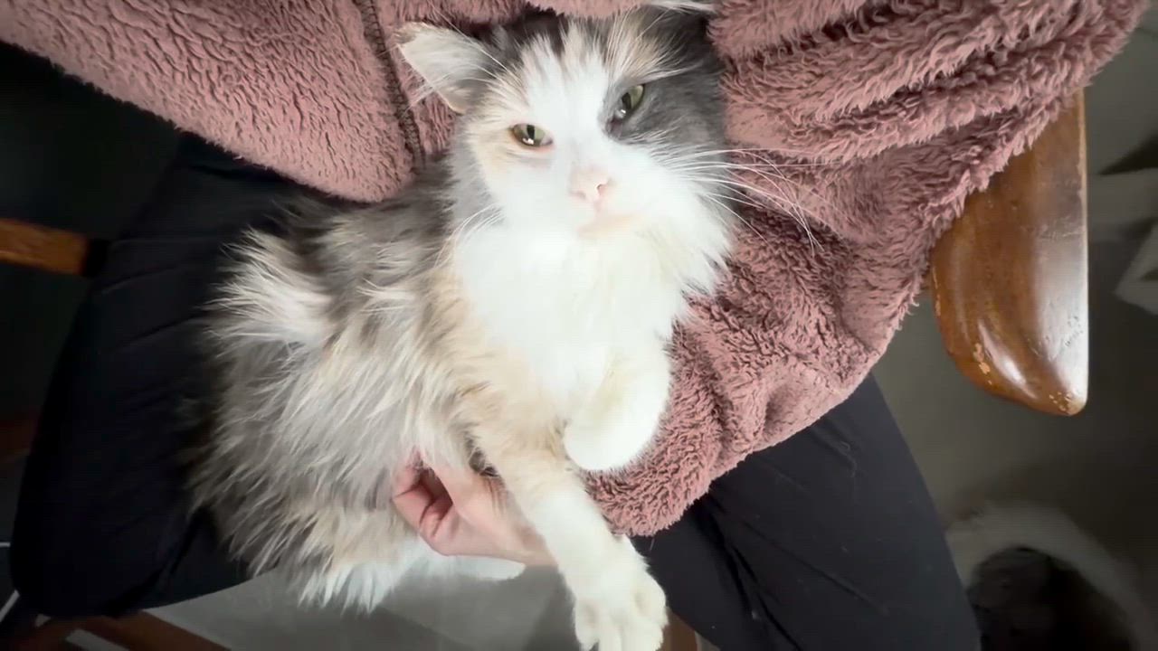 Enlarge Odessa, a Adoptable Domestic Long Hair in Milwaukee, WI video 5/5