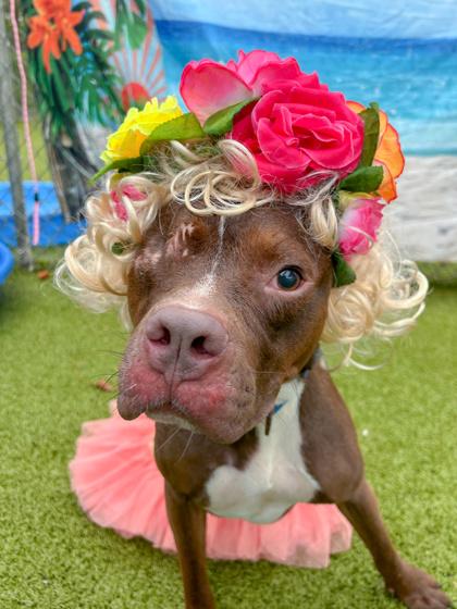 Iris, Adoptable, Young Female Terrier & Mixed Breed.