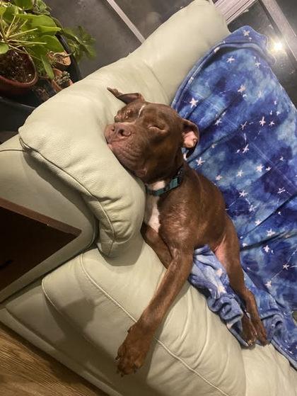 Iris, a Adoptable mixed breed in Gainesville, FL image 3/3