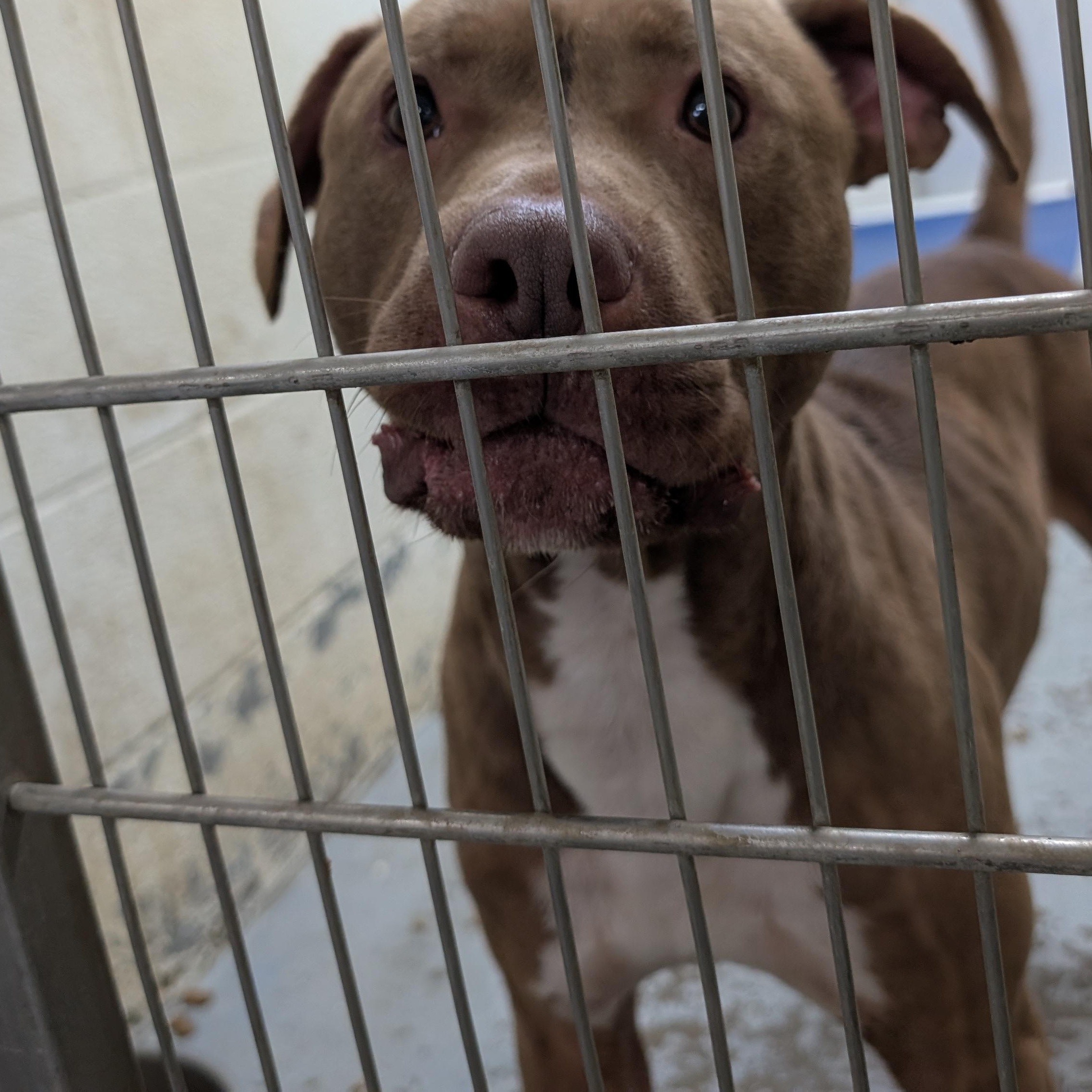 190723 LOOKING FOR OWNER, a ADOPTABLE Pit Bull Terrier in Ravenna, OH image 2/2