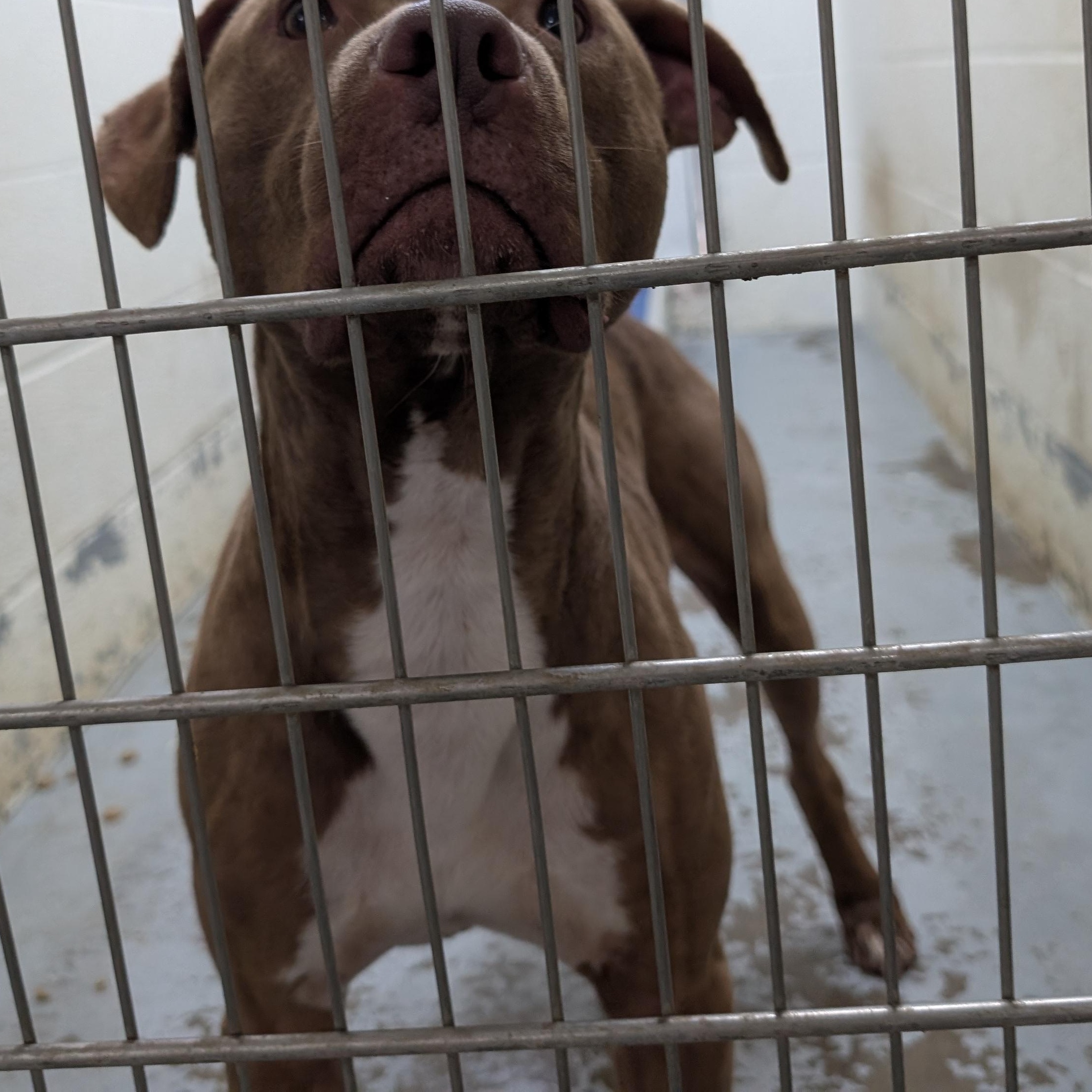 190723 LOOKING FOR OWNER, ADOPTABLE, Adult Male Pit Bull Terrier.