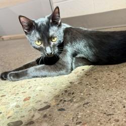 Enlarge Azeroth, a Adoptable Domestic Short Hair in Phoenix, AZ image 1/3